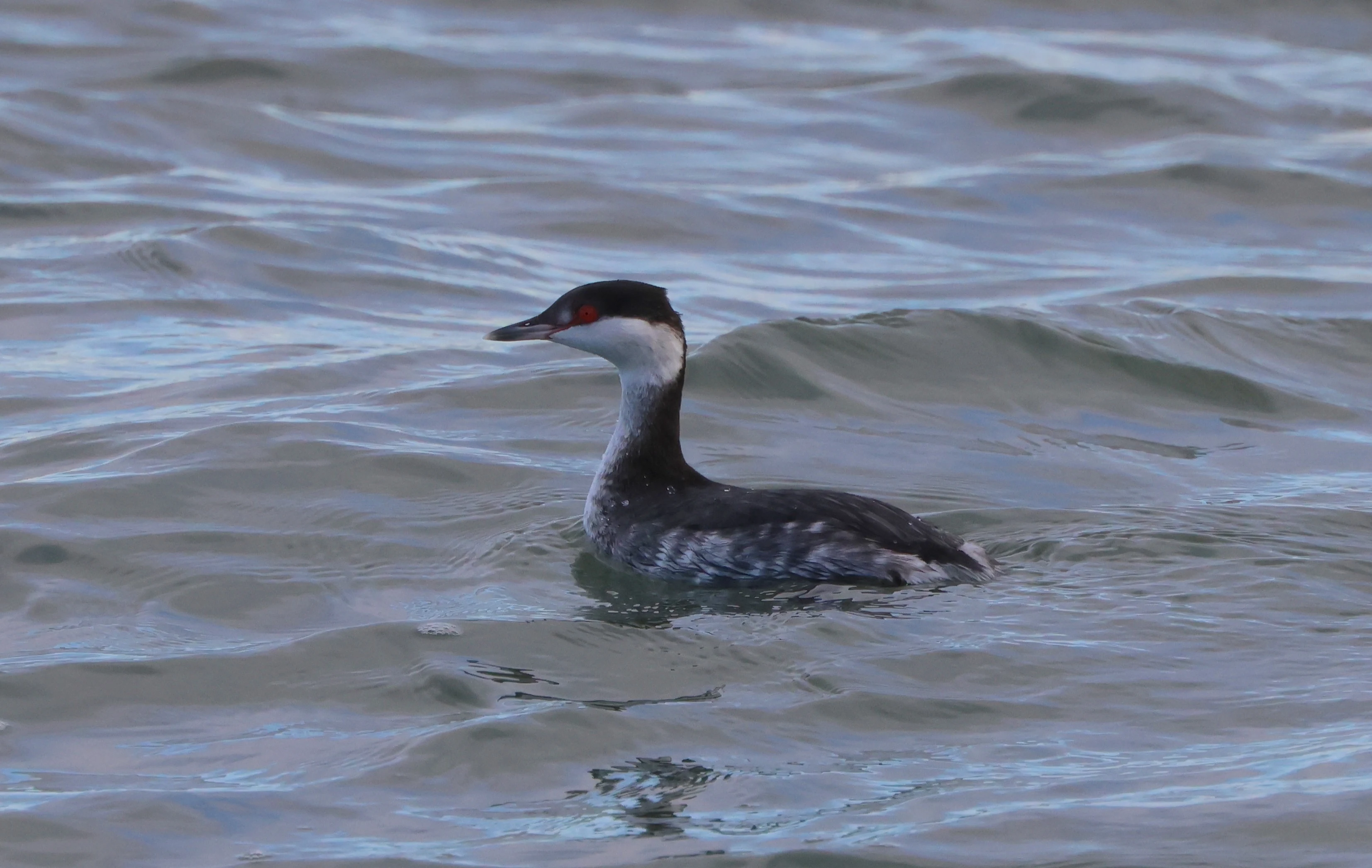 Slavonian Grebe, Lymington, New Forest, UK — photo by Adam Prugel-Bennett
