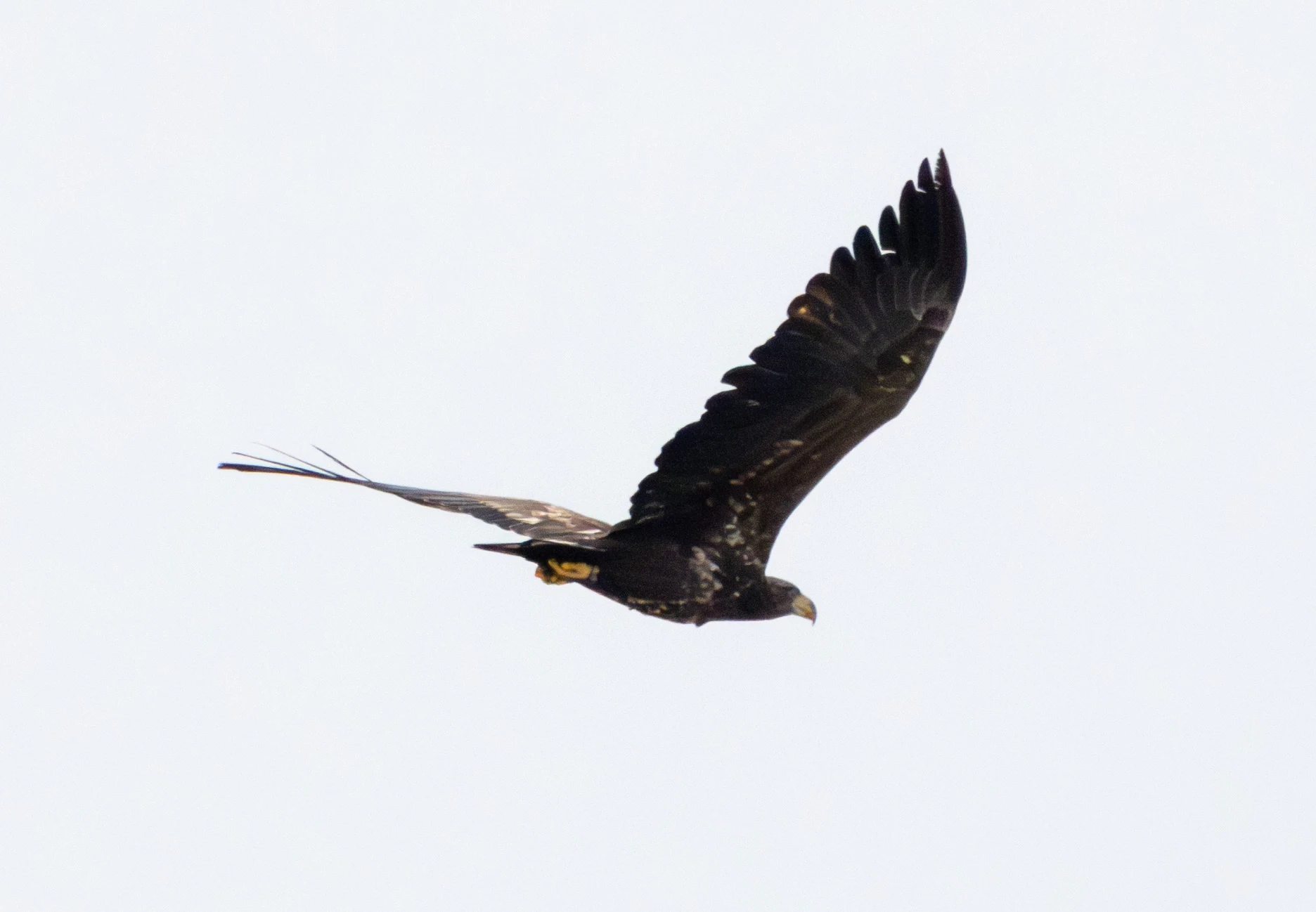 Juvenile White-tailed Eagle, Fishlake Meadows, Hampshire, UK — photo by Adam Prugel-Bennett