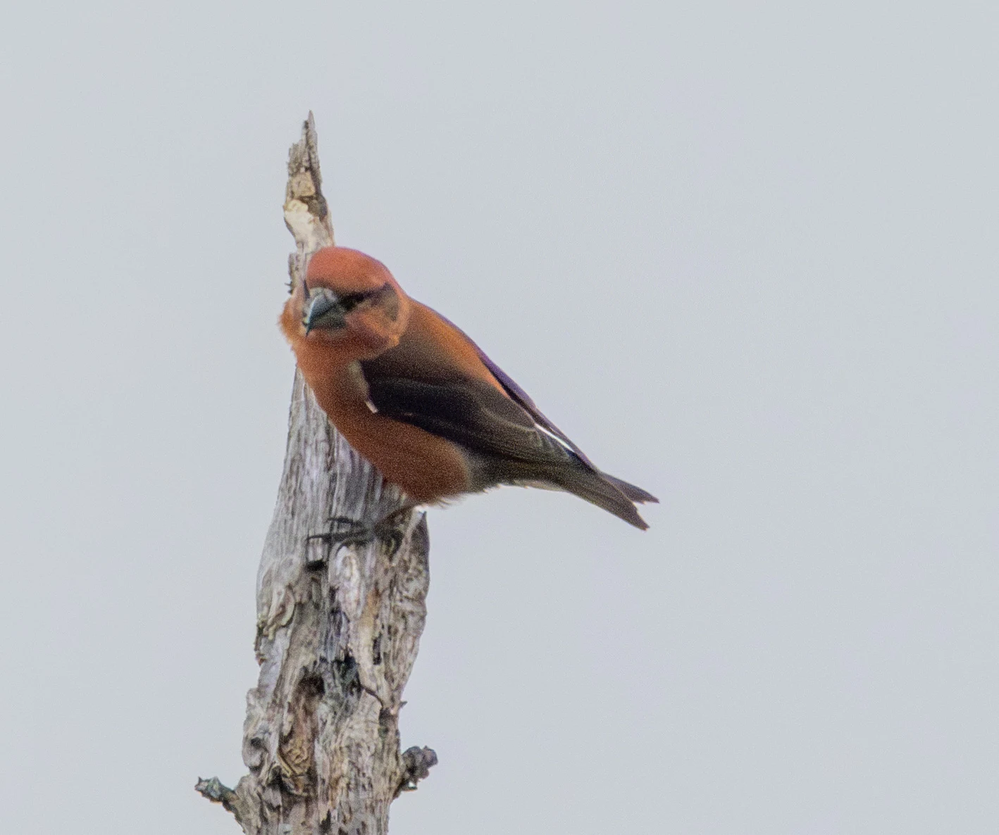 Common Crossbill, Hawkhill Enclosure, Hampshire, UK — photo by Adam Prugel-Bennett