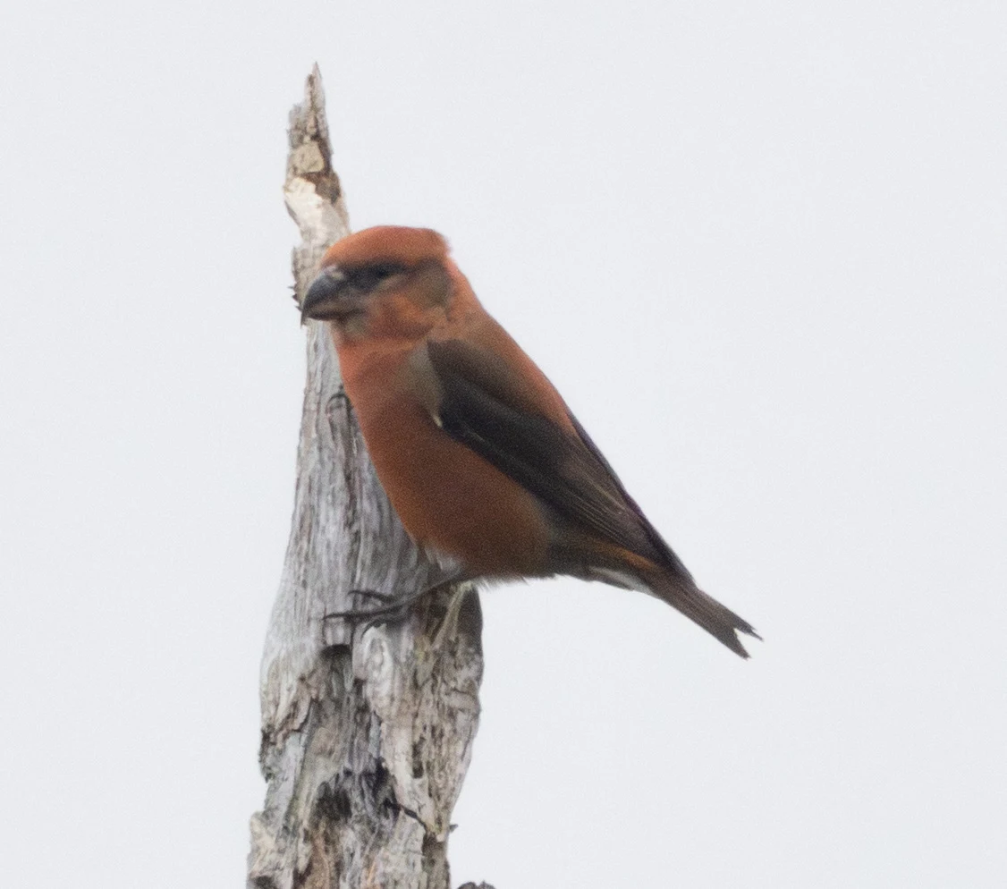 Common Crossbill, Hawkhill Enclosure, Hampshire, UK — photo by Adam Prugel-Bennett