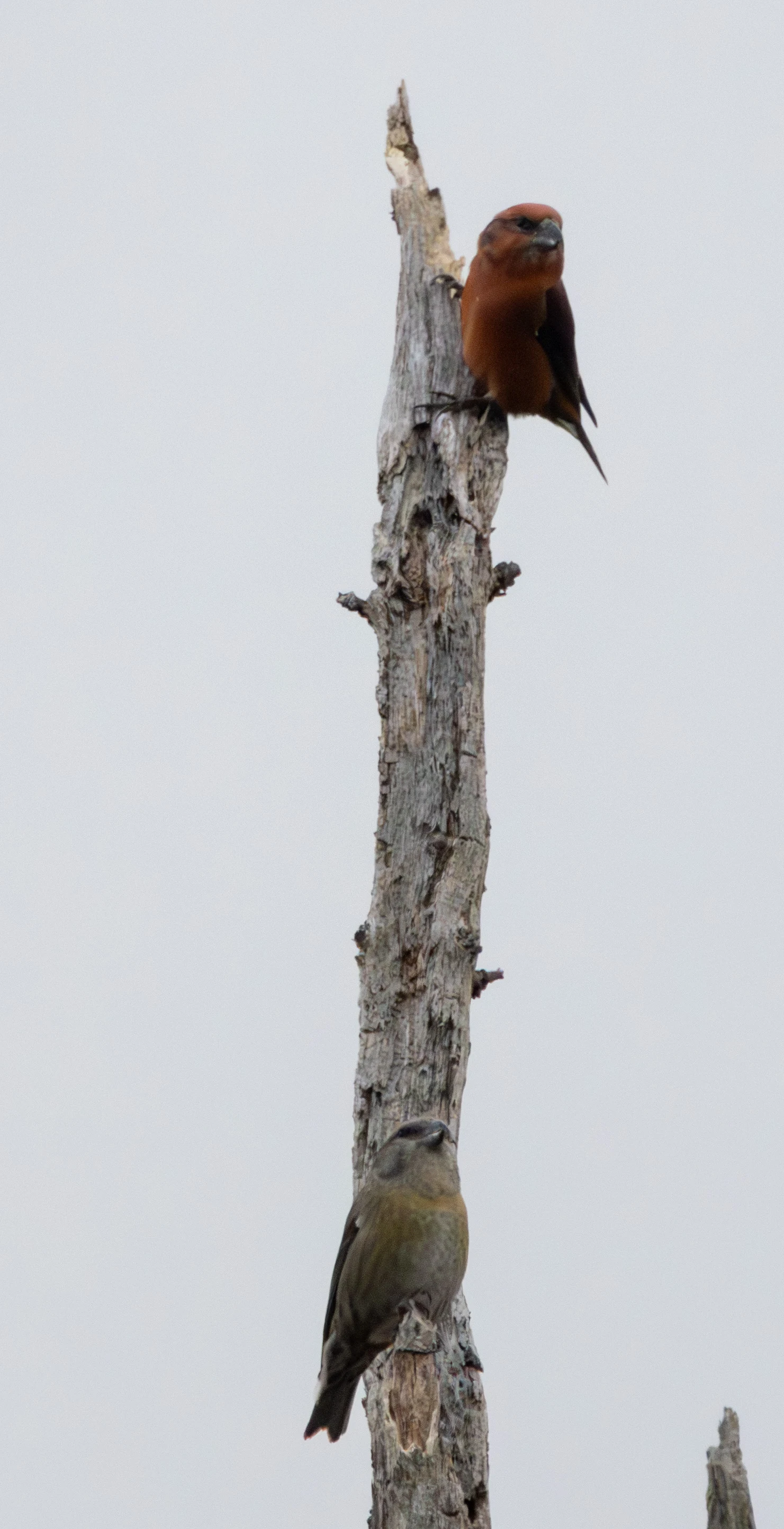 Common Crossbills, Hawkhill Enclosure, Hampshire, UK — photo by Adam Prugel-Bennett
