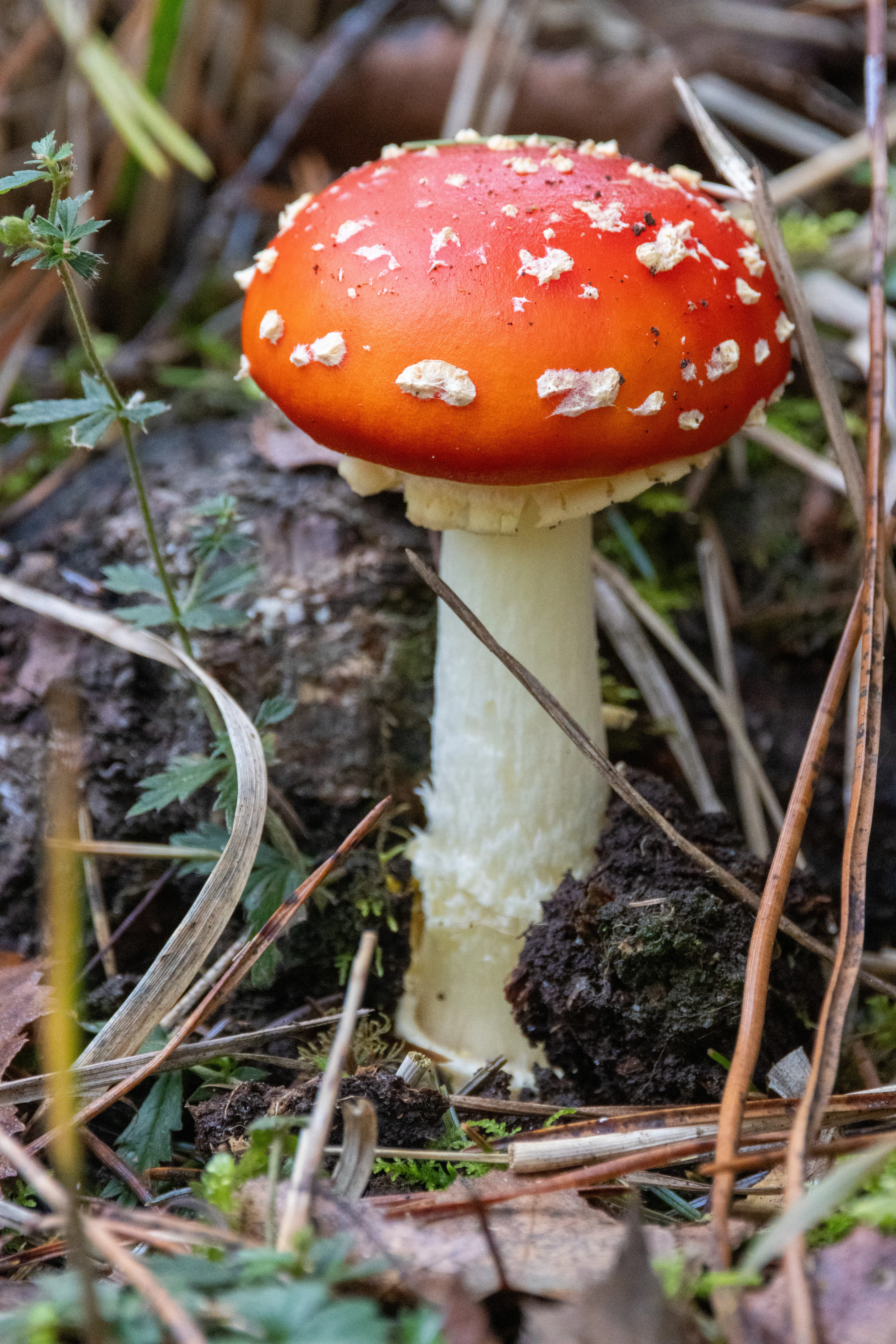 Fly Agaric, Hawkhill Enclosure, Hampshire, UK — photo by Adam Prugel-Bennett