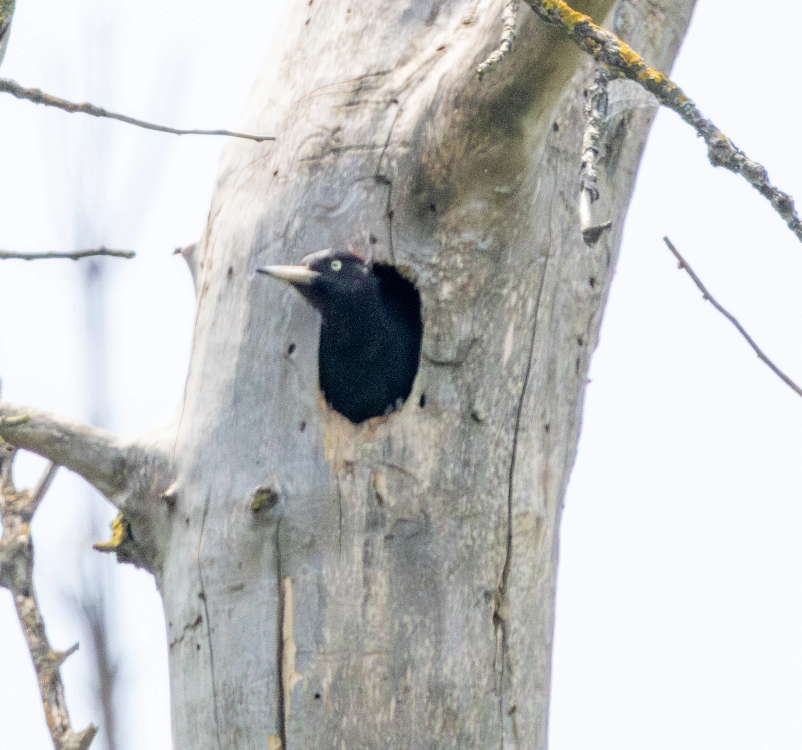 Black Woodpecker, Danube Delta, Romania — photo by Adam Prugel-Bennett