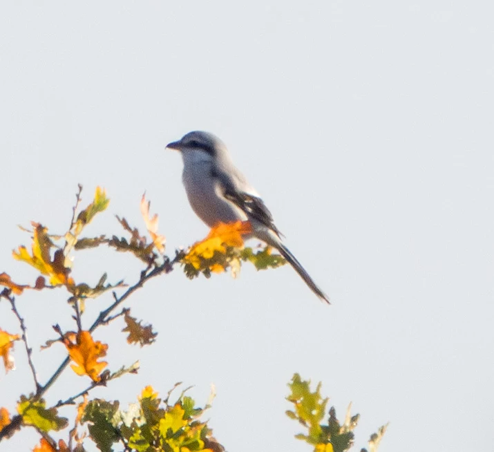 Great Grey Shrike, Shatterford, Hampshire, UK — photo by Adam Prugel-Bennett