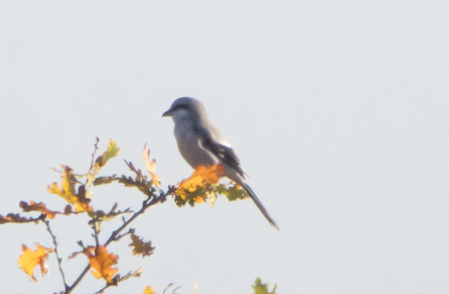 Great Grey Shrike, Shatterford, Hampshire, UK — photo by Adam Prugel-Bennett