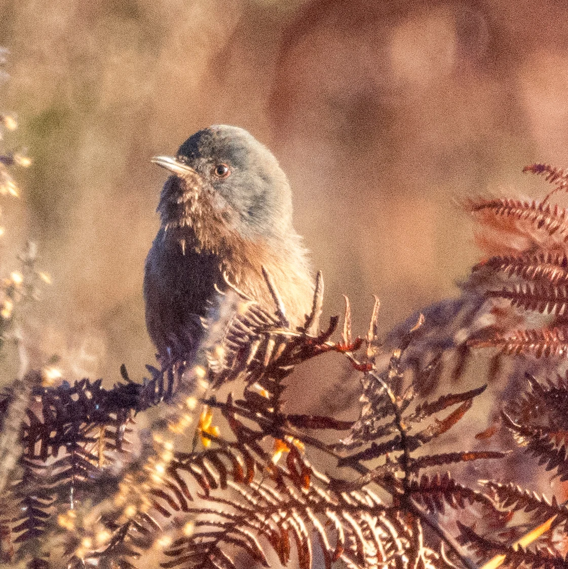Dartford Warbler, Shatterford, Hampshire, UK — photo by Adam Prugel-Bennett