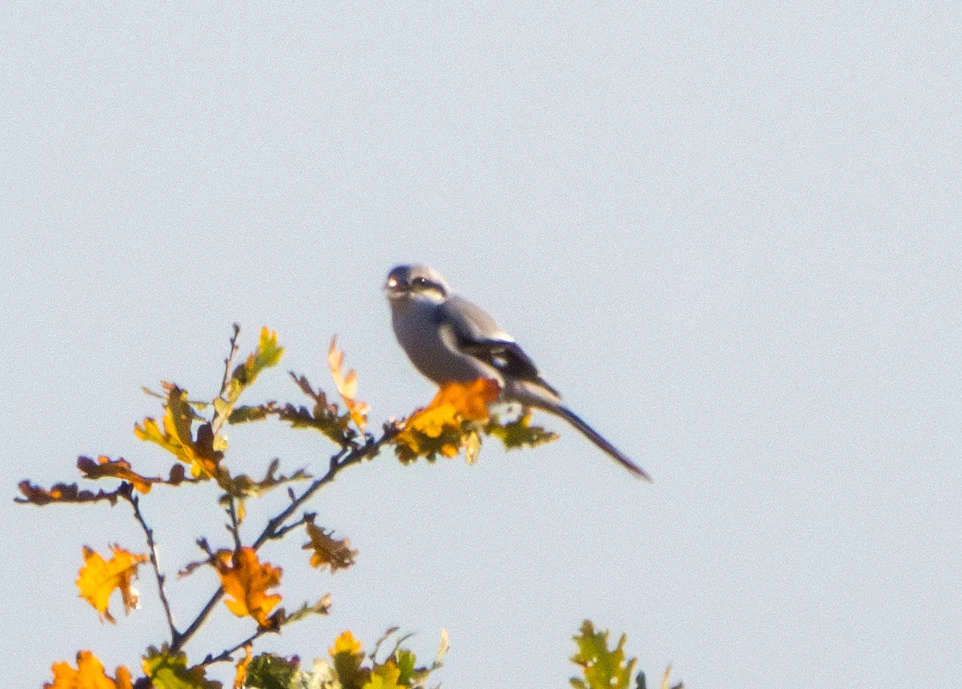 Great Grey Shrike, Shatterford, Hampshire, UK — photo by Adam Prugel-Bennett
