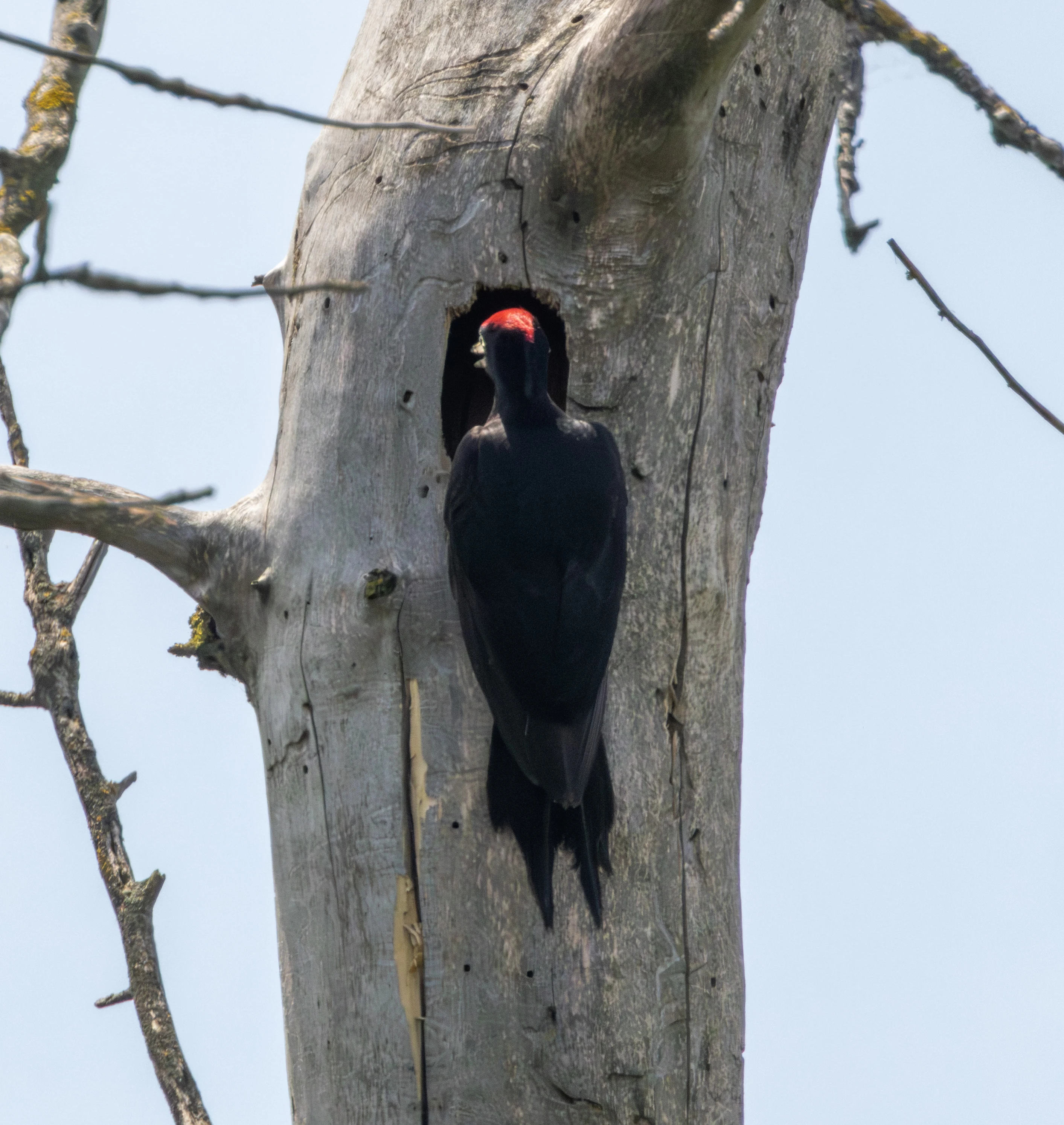 Black Woodpecker, Danube Delta, Romania — photo by Adam Prugel-Bennett