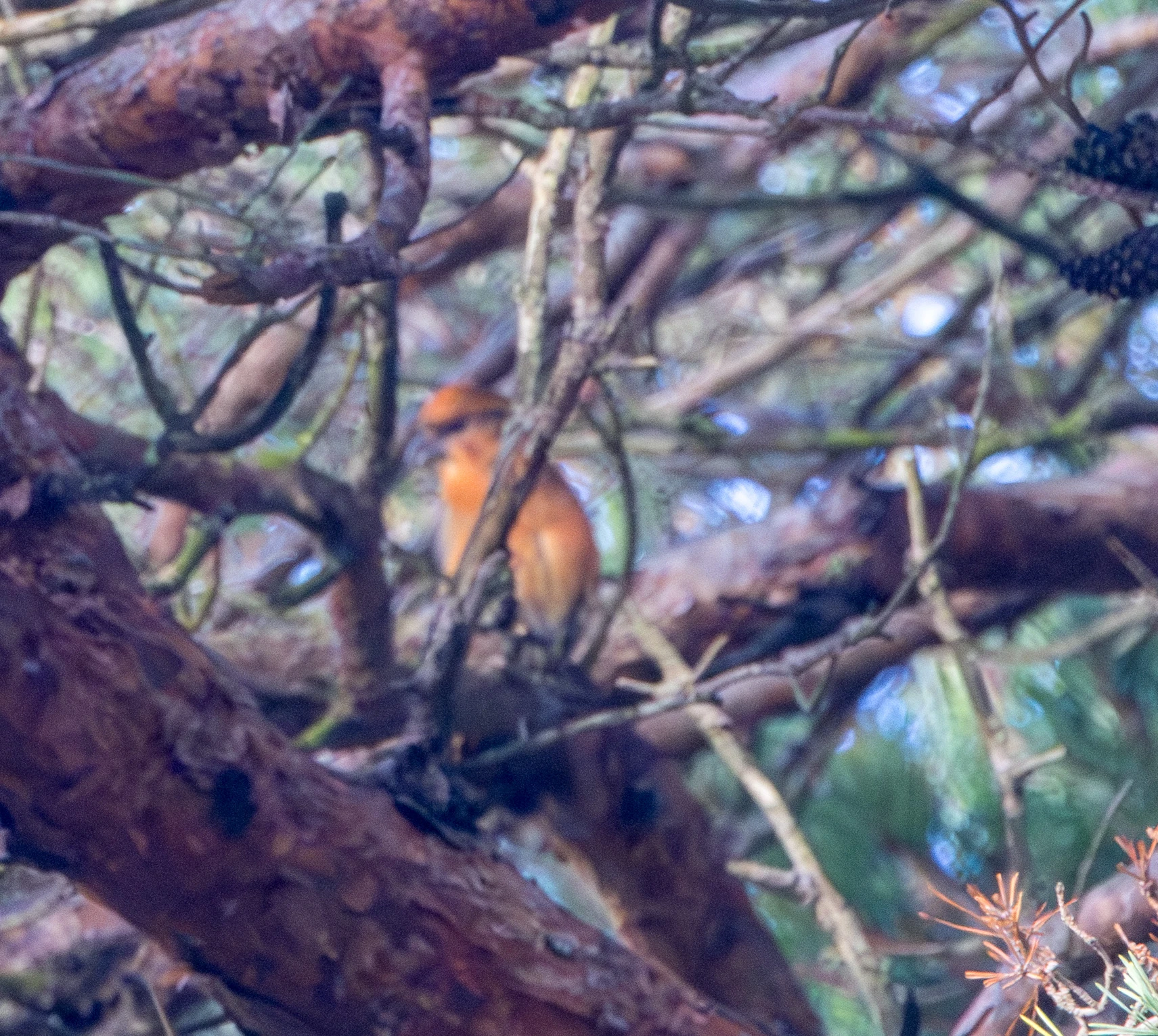 Red Crossbill, Shatterford, Hampshire, UK — photo by Adam Prugel-Bennett