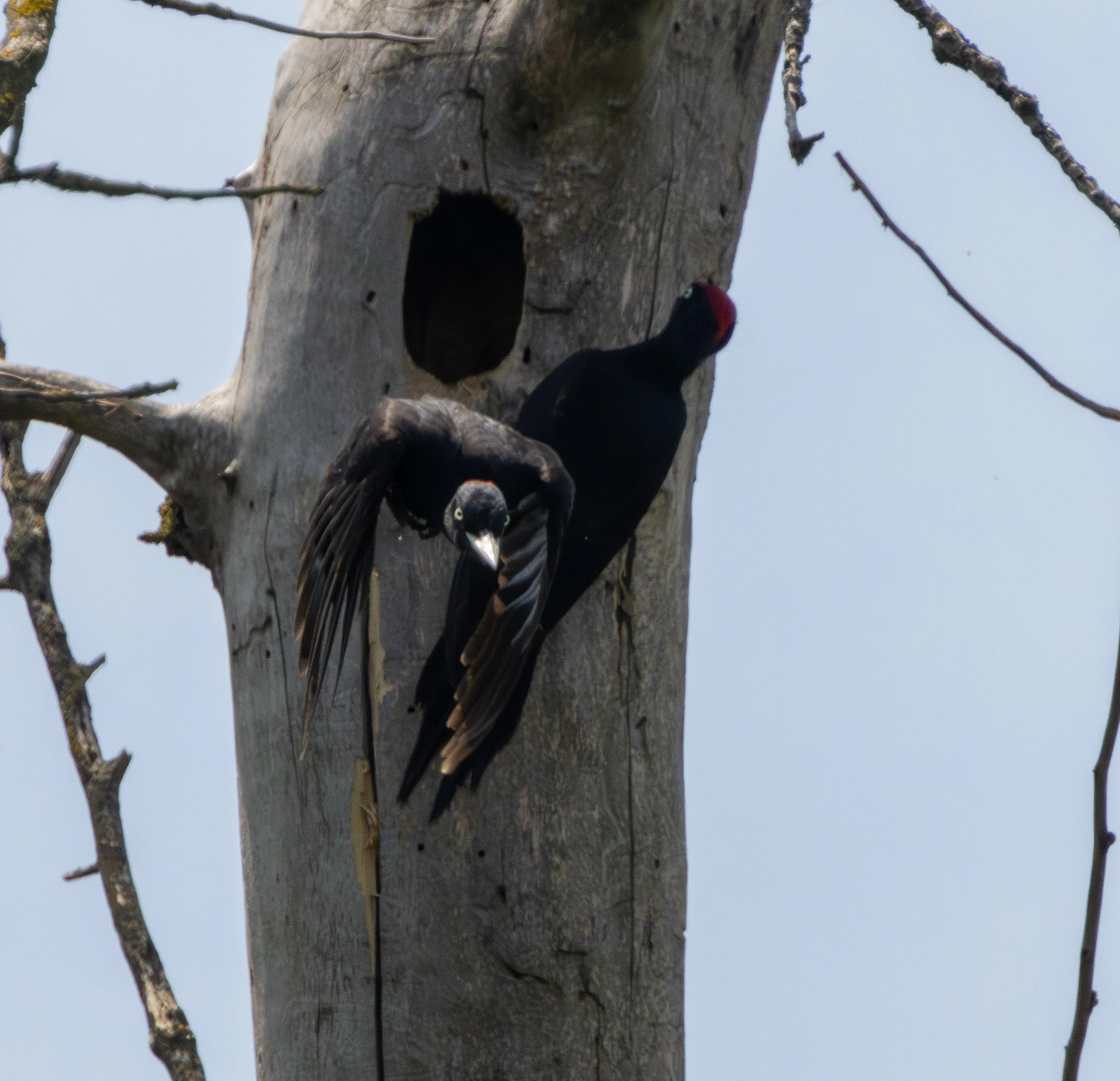 Black Woodpecker, Danube Delta, Romania — photo by Adam Prugel-Bennett