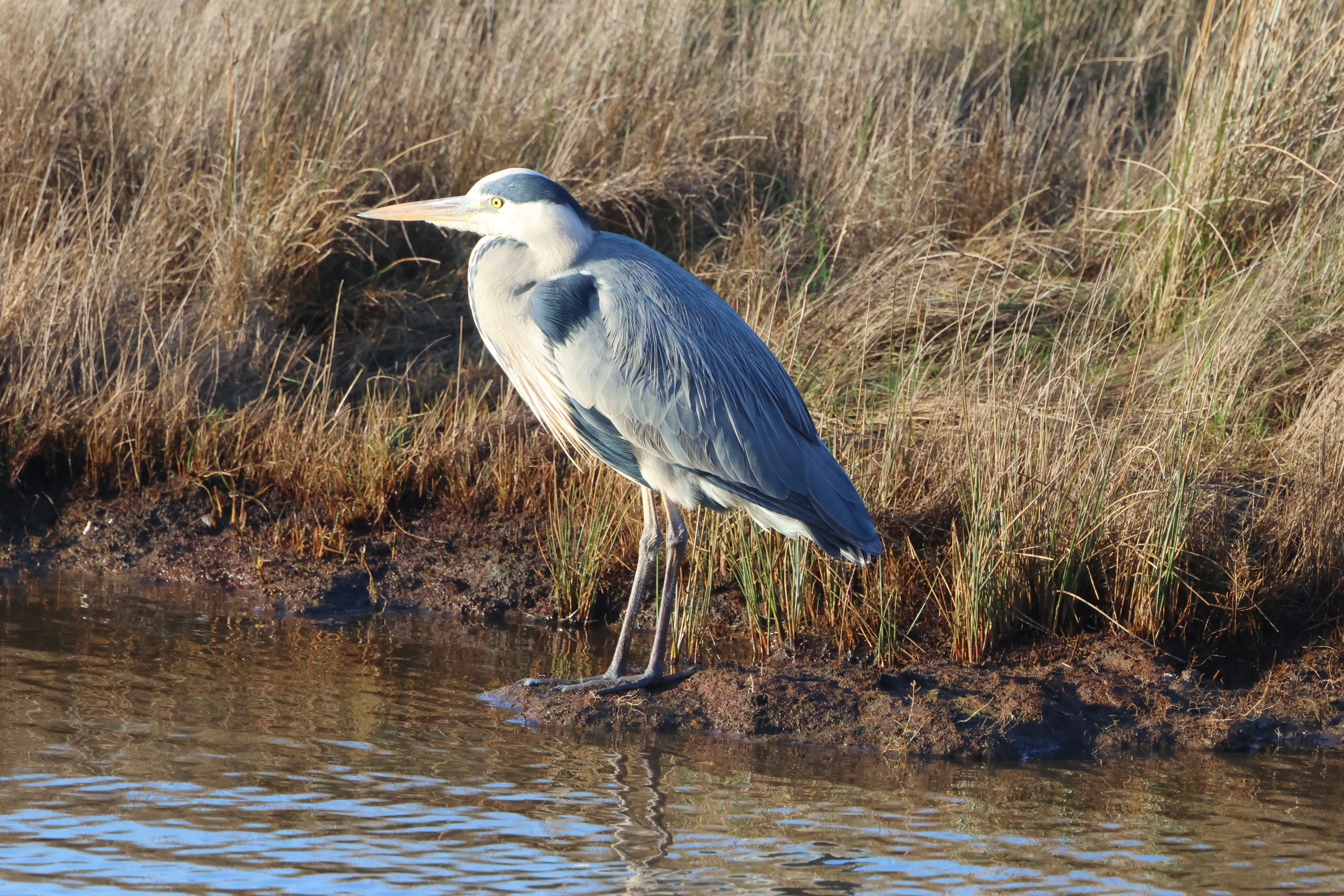 Grey Heron, Lymington, New Forest, UK — photo by Adam Prugel-Bennett