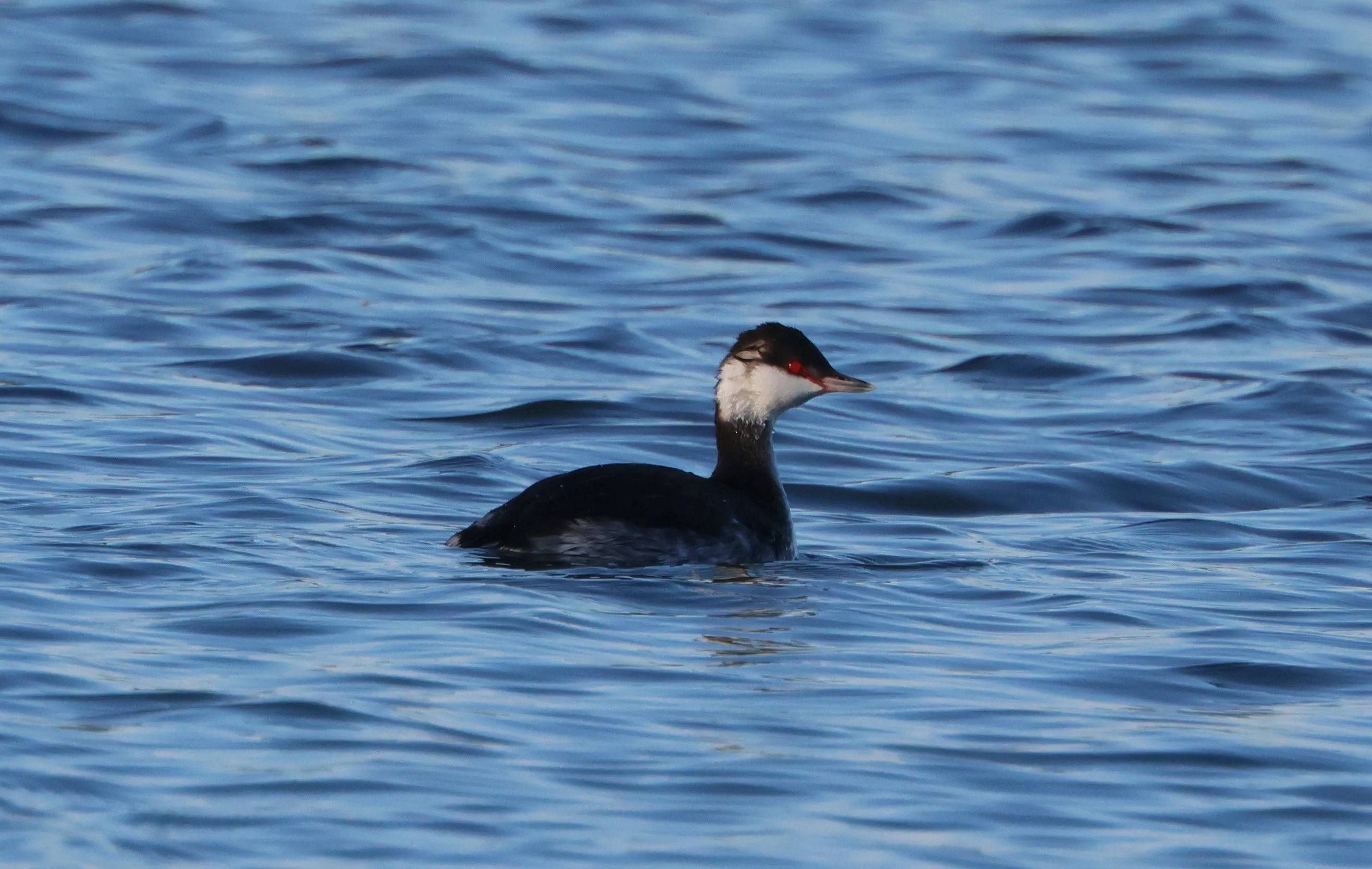 Slavonian Grebe, Lymington, New Forest, UK — photo by Adam Prugel-Bennett