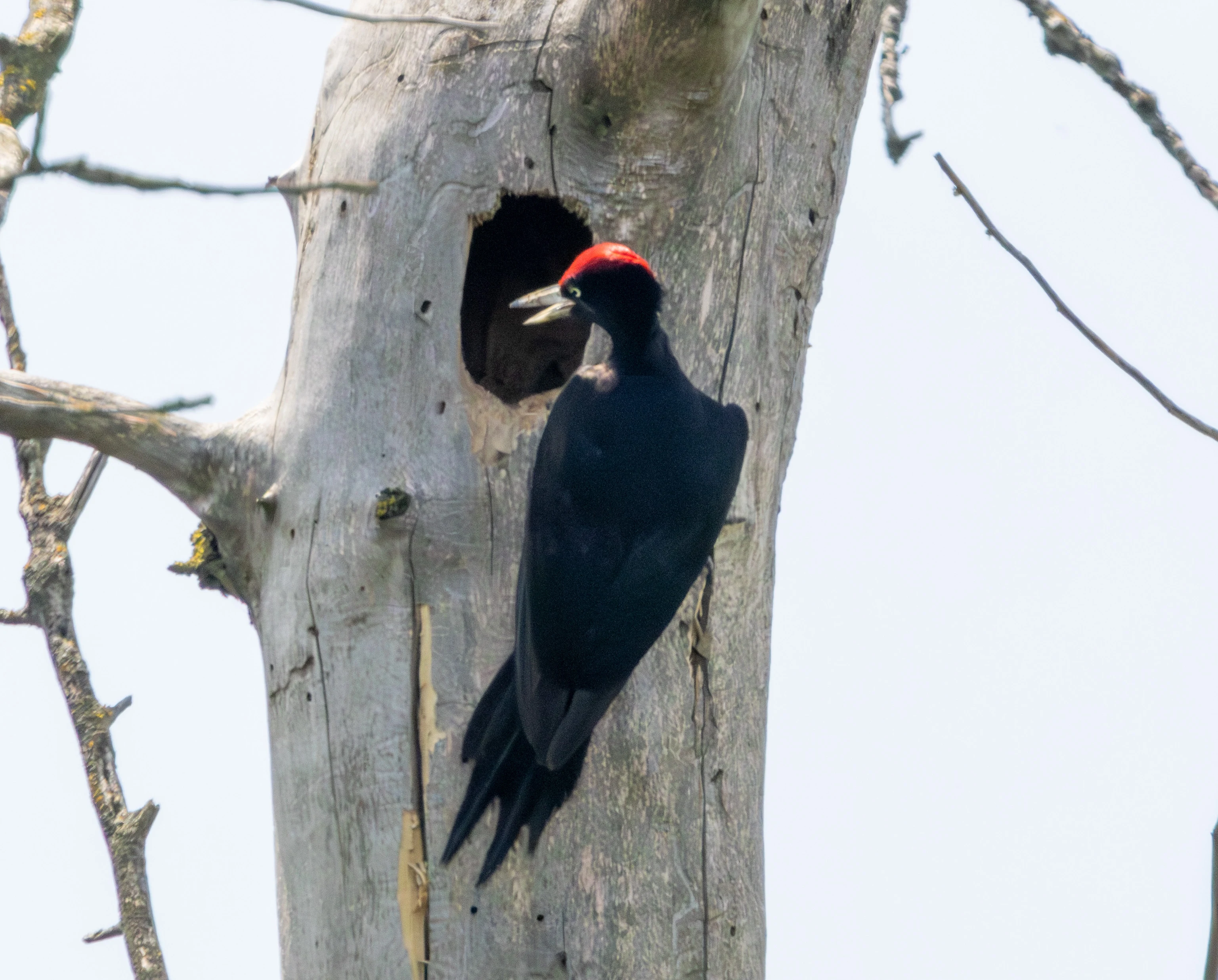 Black Woodpecker, Danube Delta, Romania — photo by Adam Prugel-Bennett