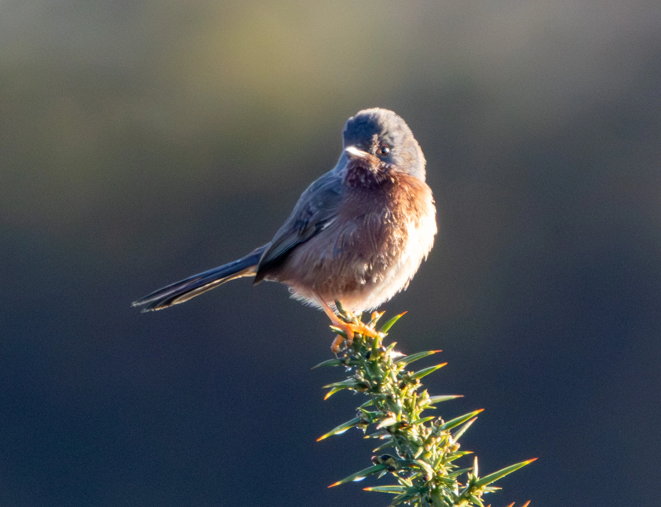 Dartford Warbler, Shatterford, Hampshire, UK — photo by Adam Prugel-Bennett