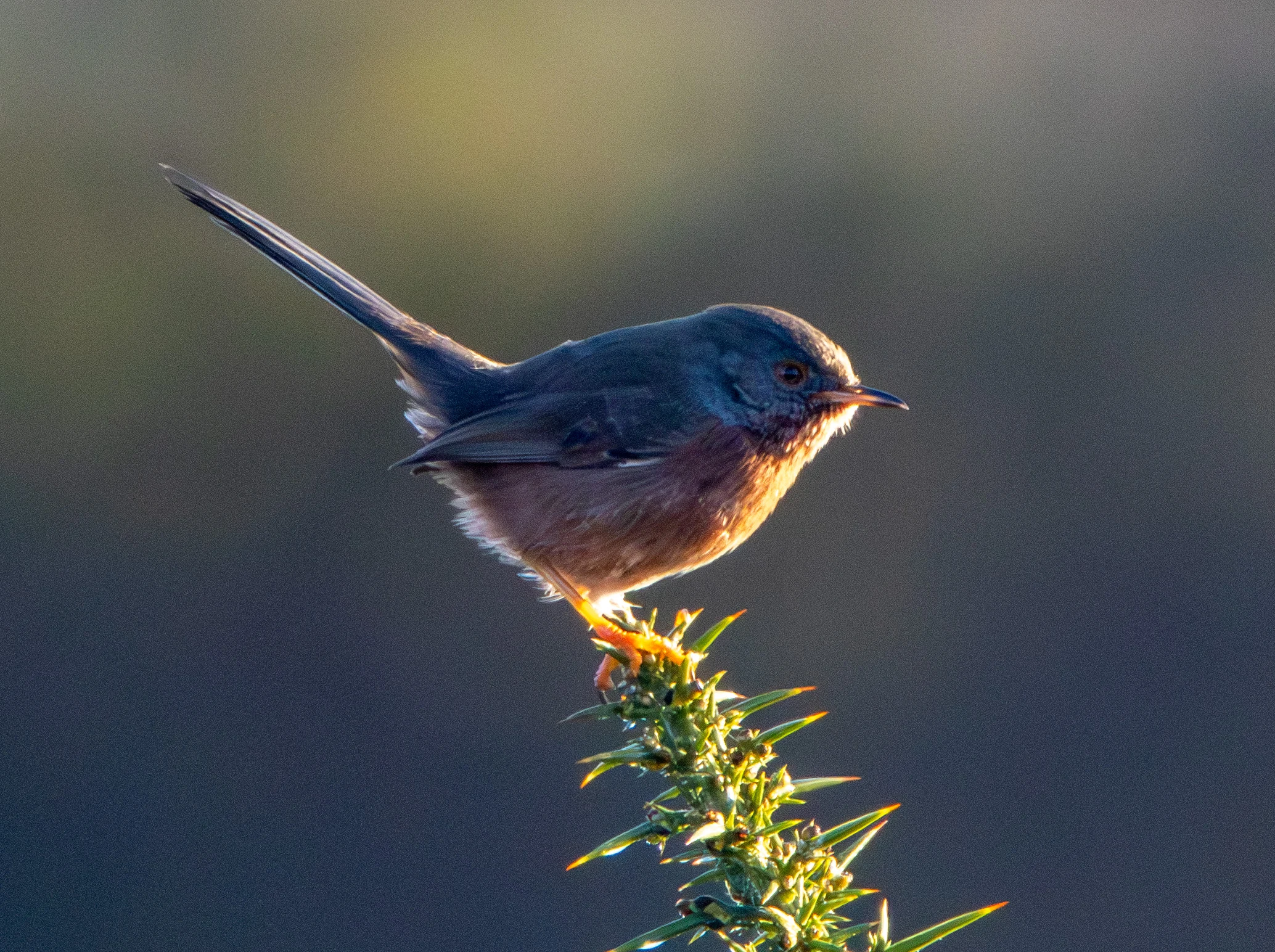 Dartford Warbler, Shatterford, Hampshire, UK — photo by Adam Prugel-Bennett