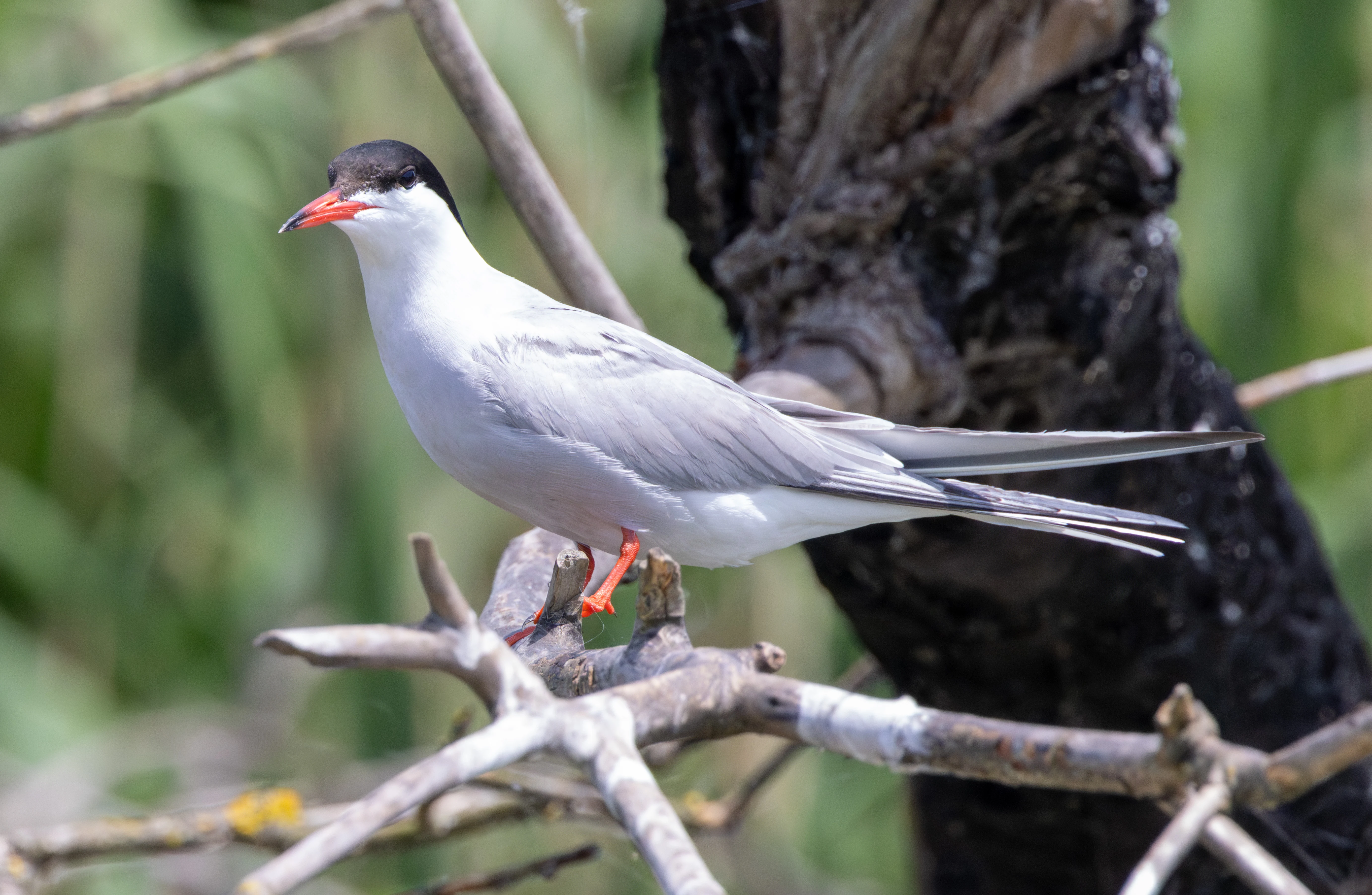 Common Tern, Danube Delta, Romania — photo by Adam Prugel-Bennett