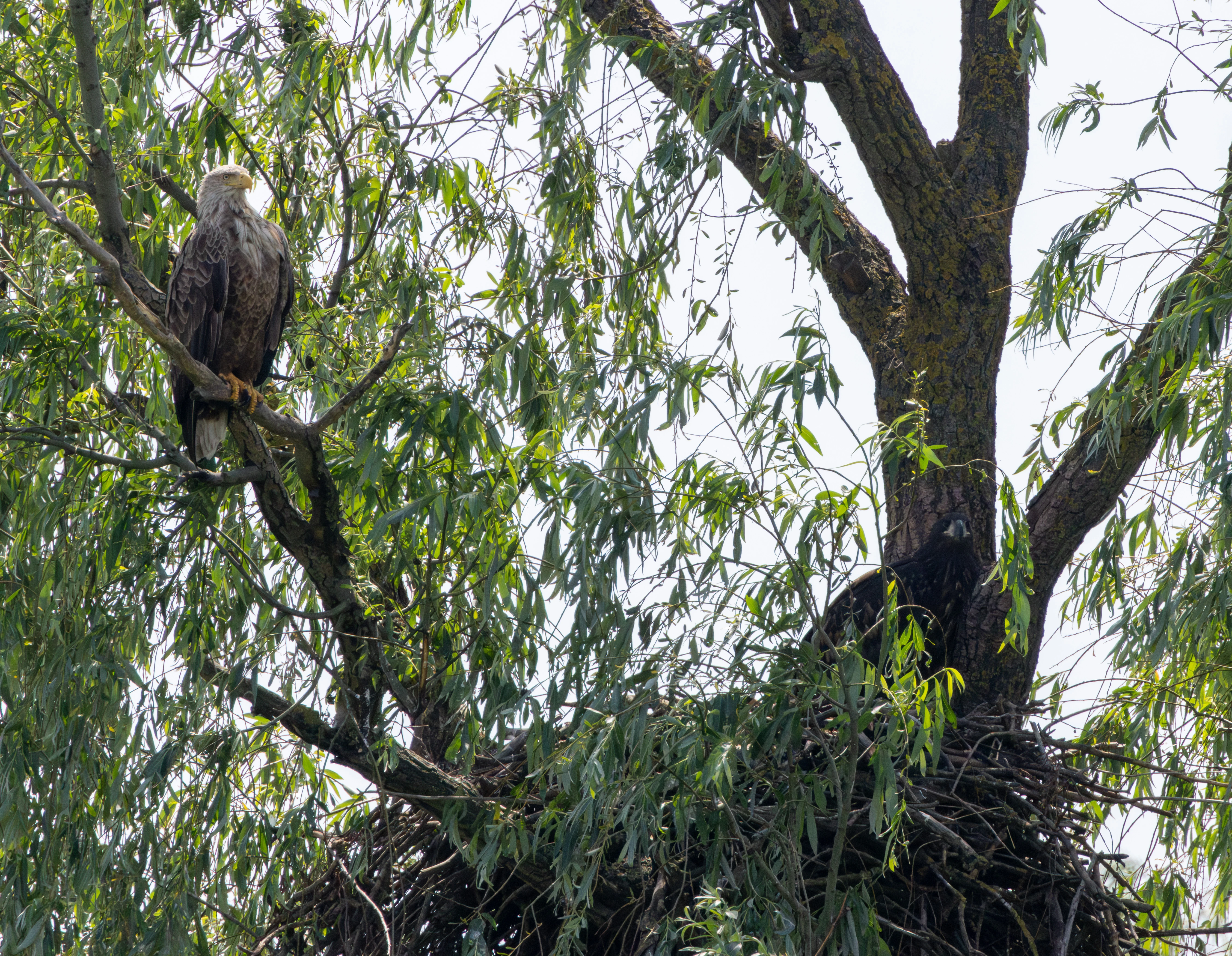 White-tailed Eagle on nest, Danube Delta, Romania — photo by Adam Prugel-Bennett