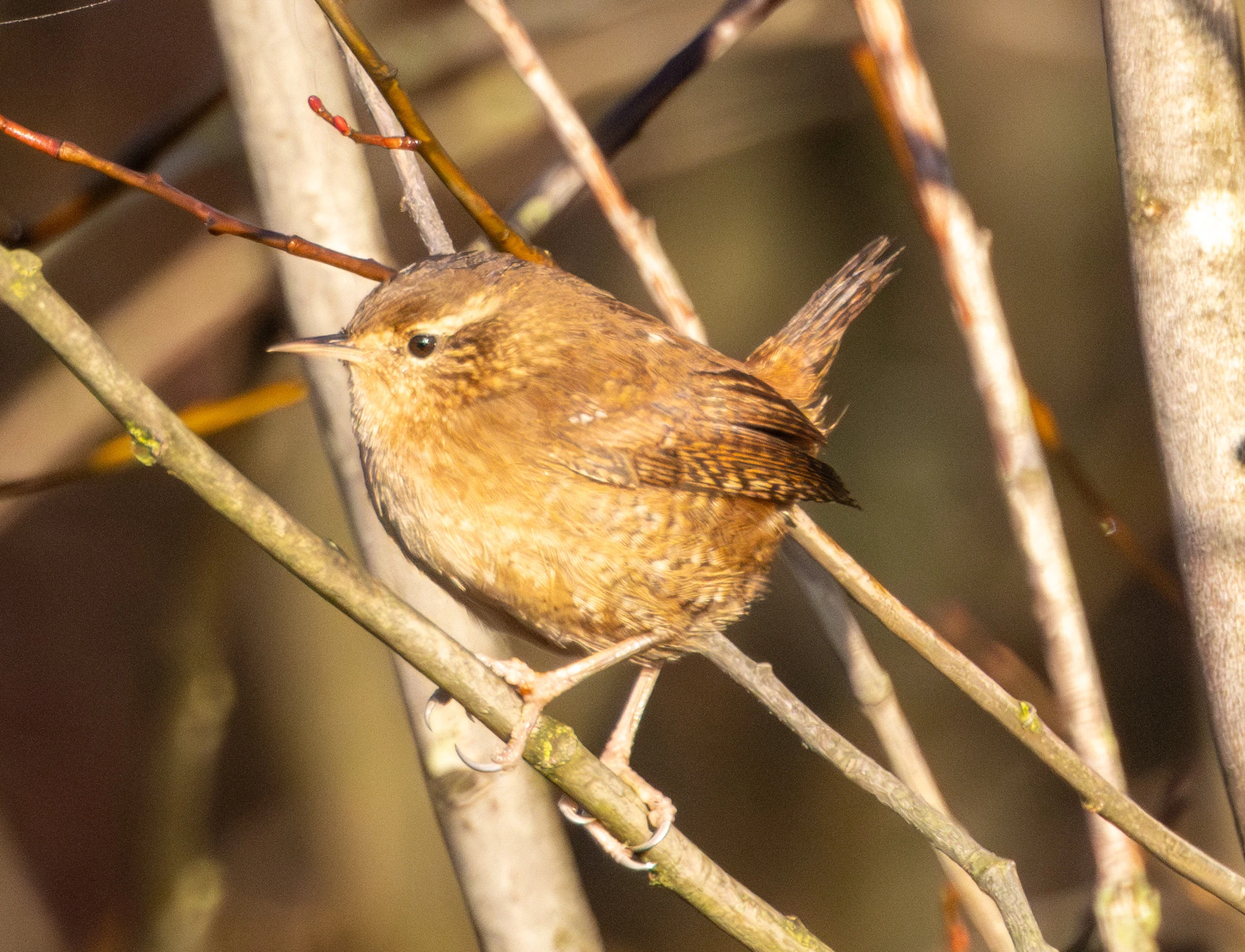 Eurasian Wren, Shatterford, Hampshire, UK — photo by Adam Prugel-Bennett