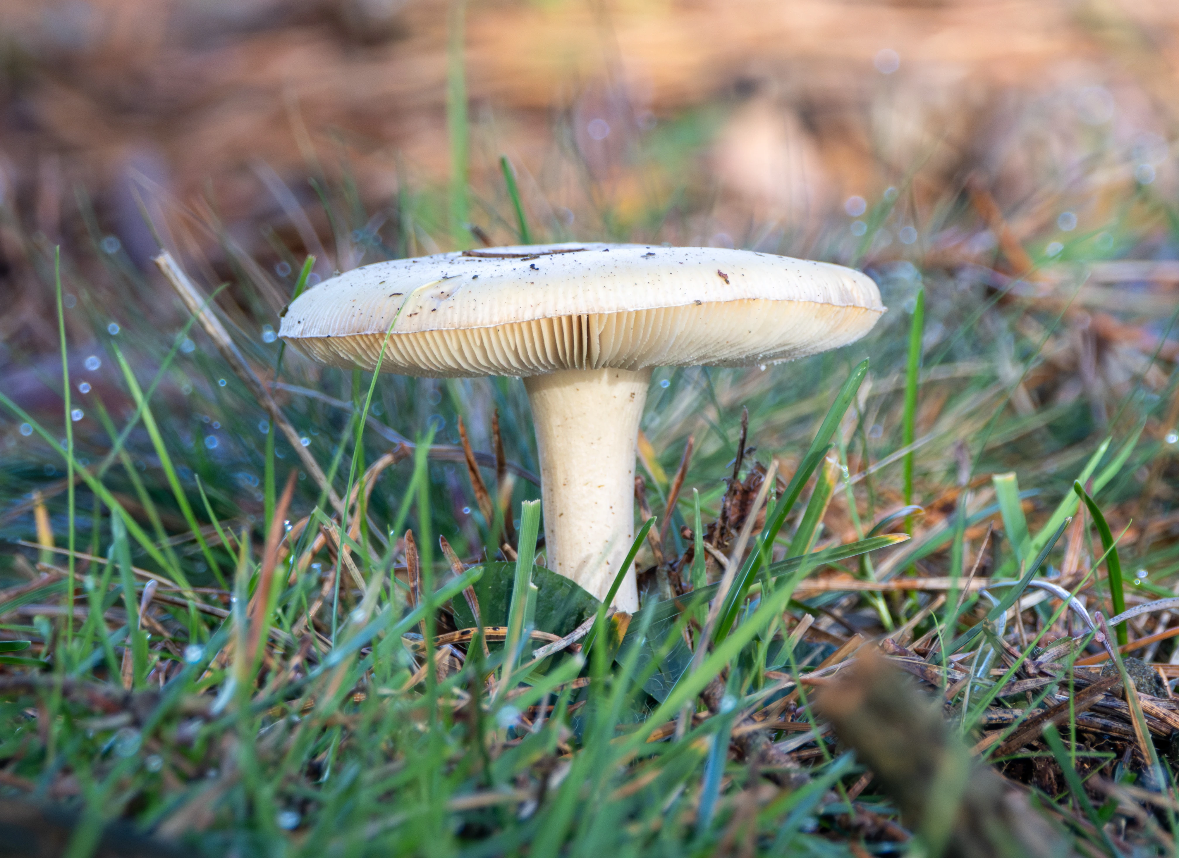 Fly Agaric (Amanita muscaria) young specimen, Shatterford, Hampshire, UK — photo by Adam Prugel-Bennett