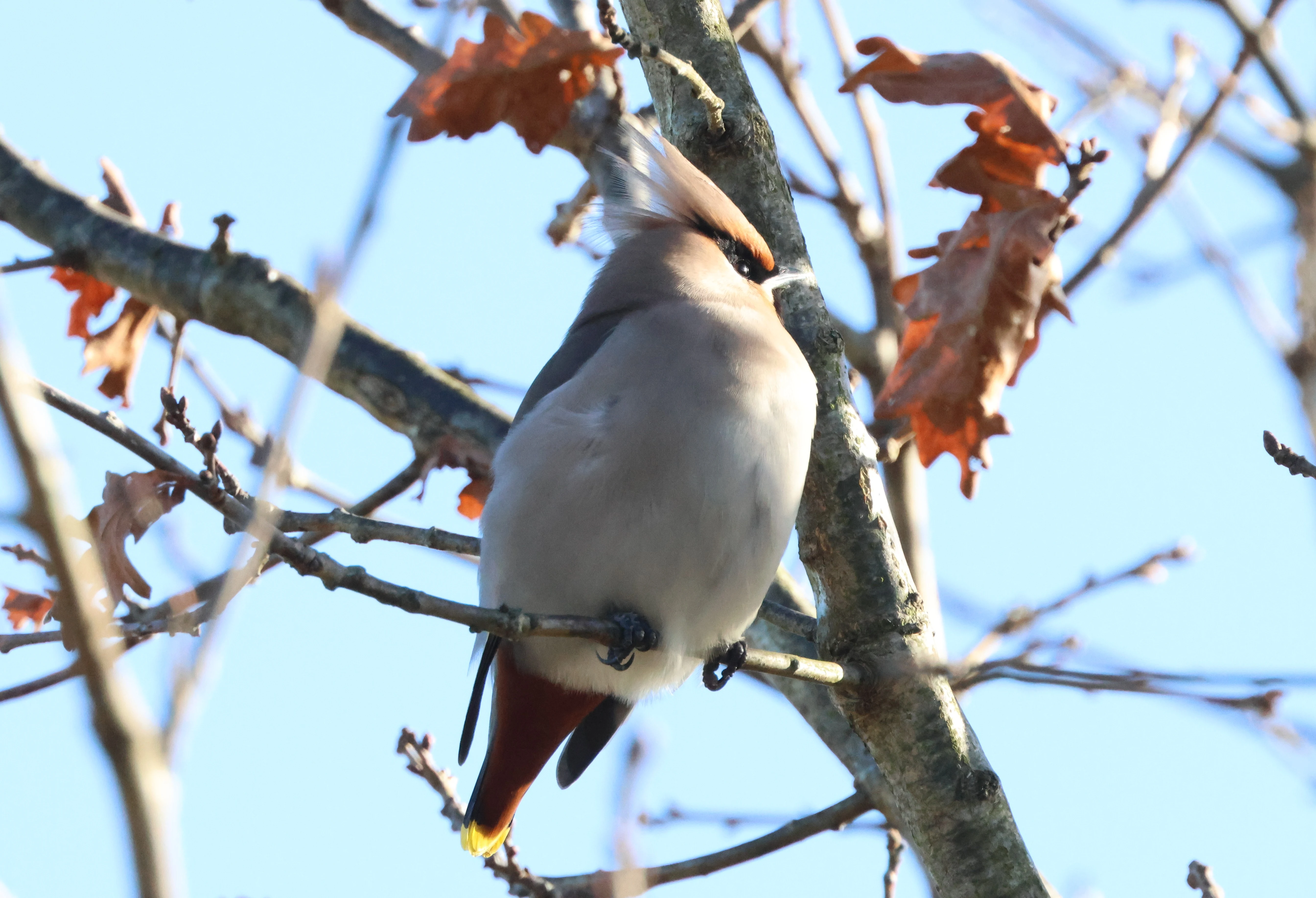 Bohemian waxwing, Romsey, Hampshire, UK — photo by Adam Prugel-Bennett