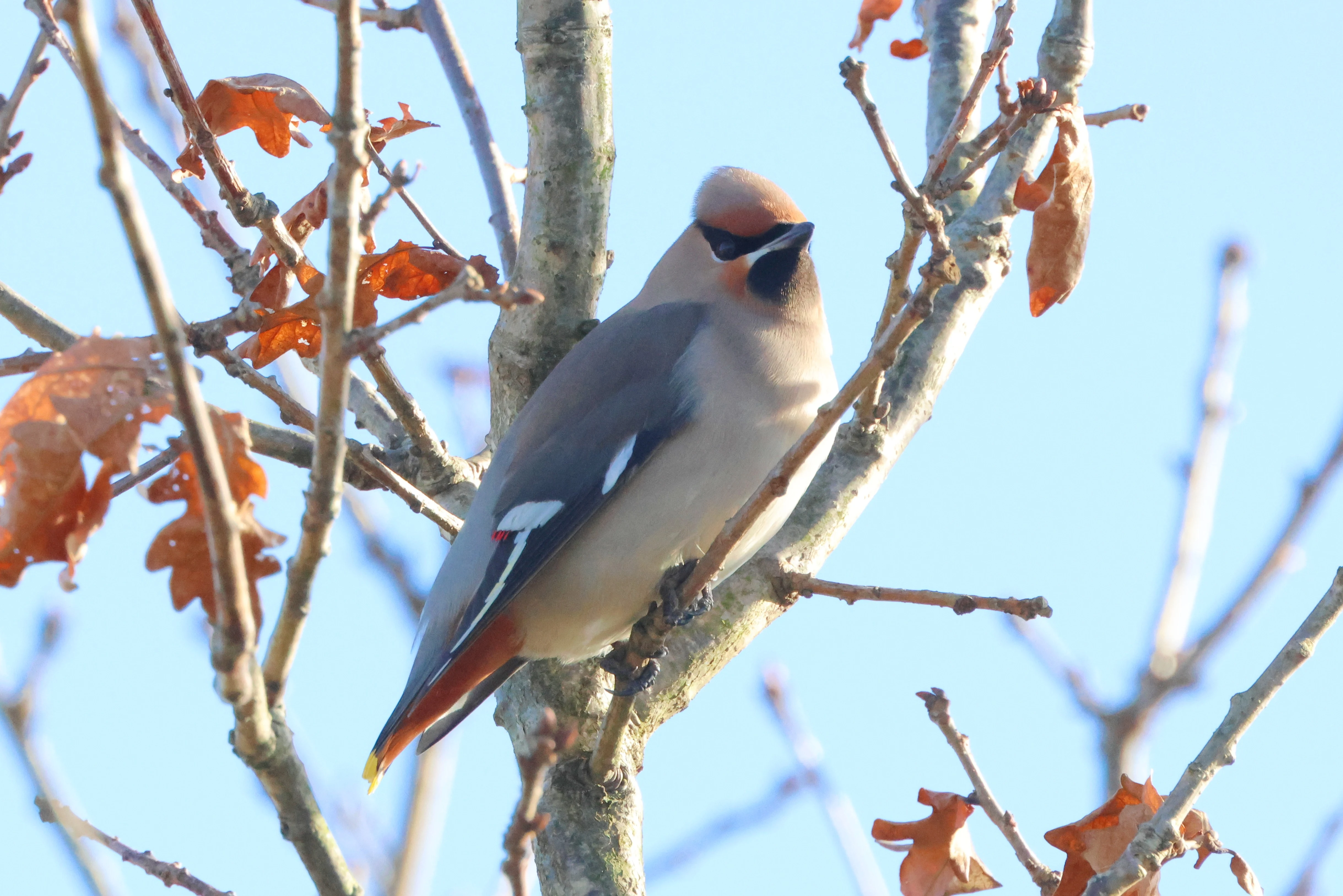 Bohemian waxwing, Romsey, Hampshire, UK — photo by Adam Prugel-Bennett