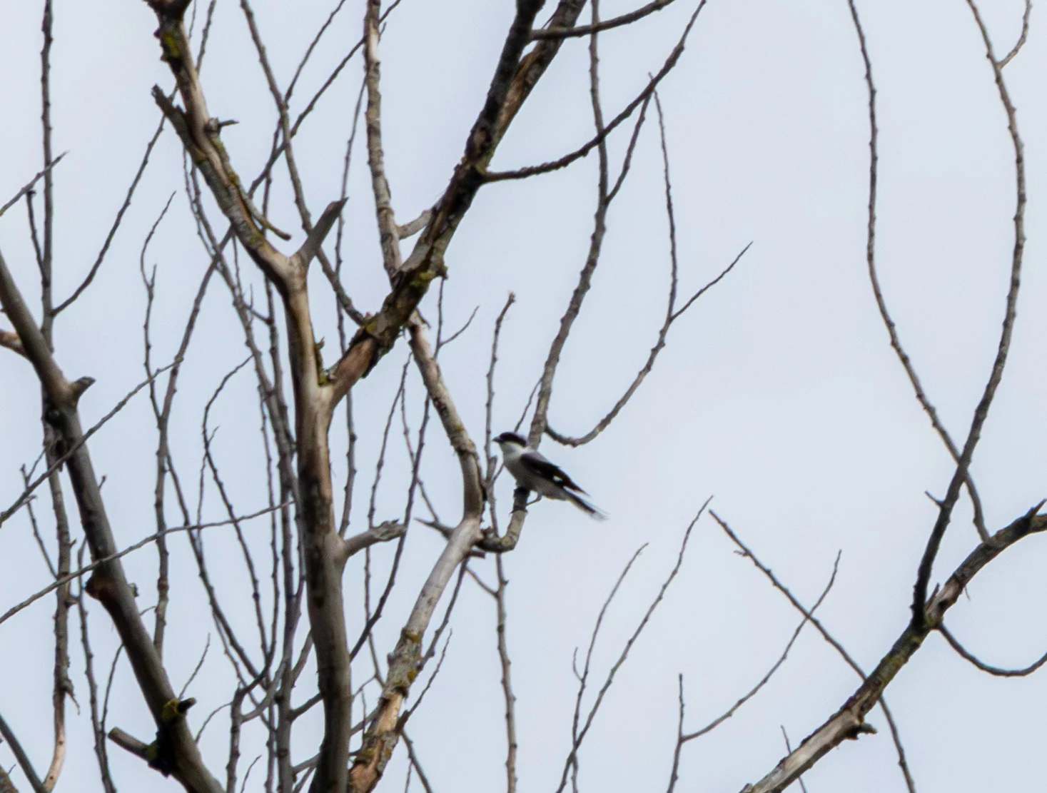 Lesser Gray Shrike, Danube Delta, Romania — photo by Adam Prugel-Bennett