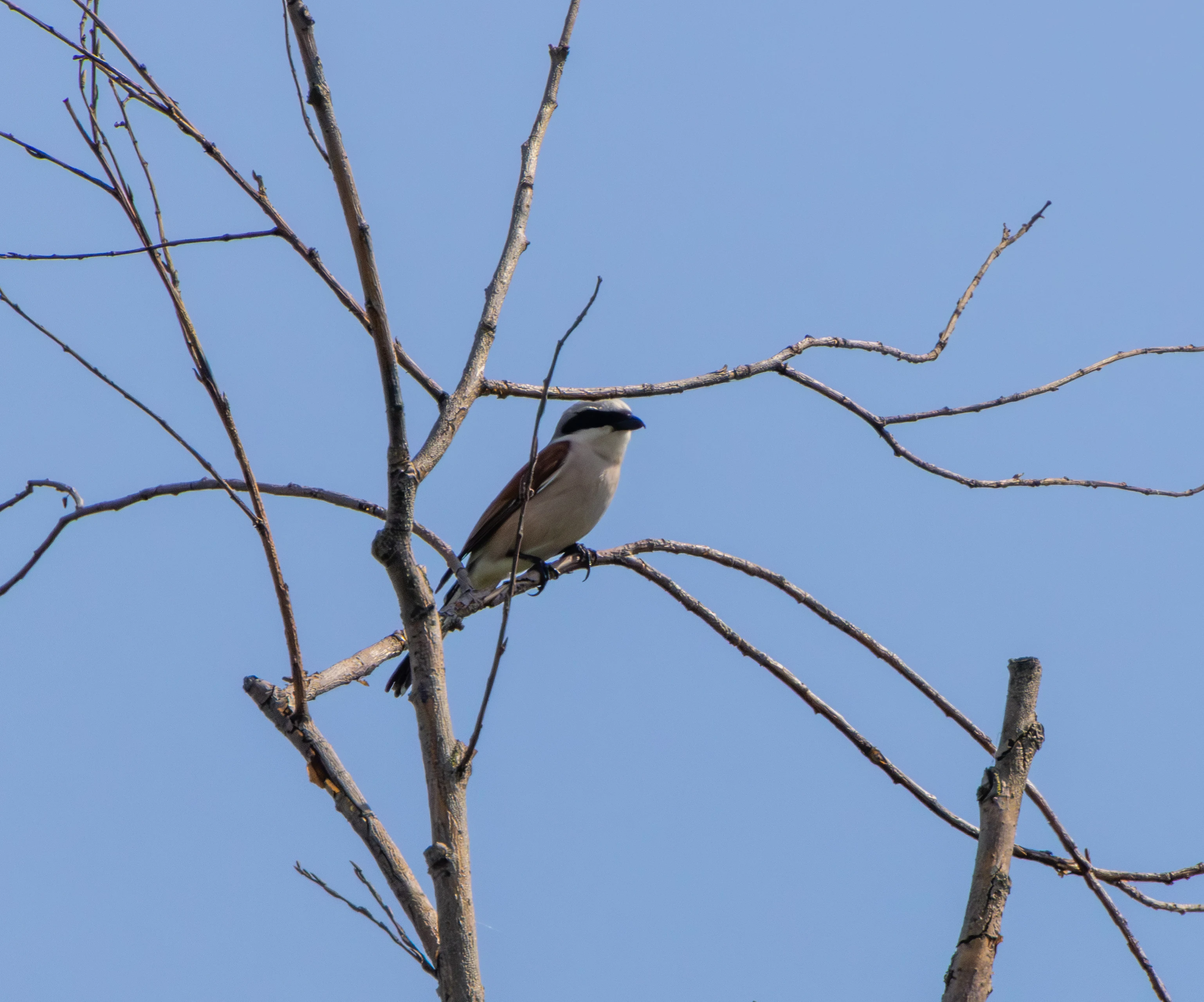 Red-backed Shrike, Danube Delta, Romania — photo by Adam Prugel-Bennett