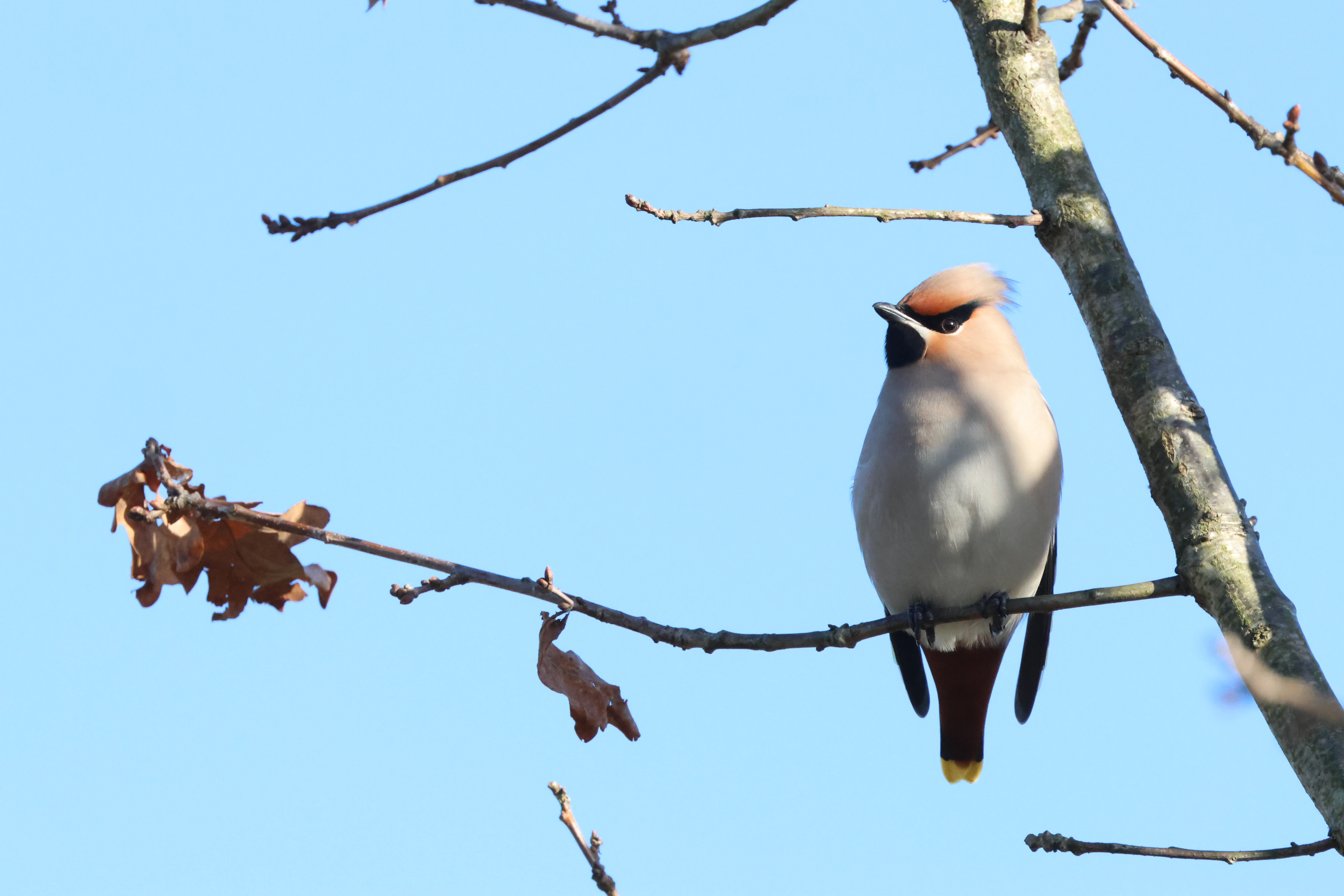 Bohemian waxwing, Romsey, Hampshire, UK — photo by Adam Prugel-Bennett