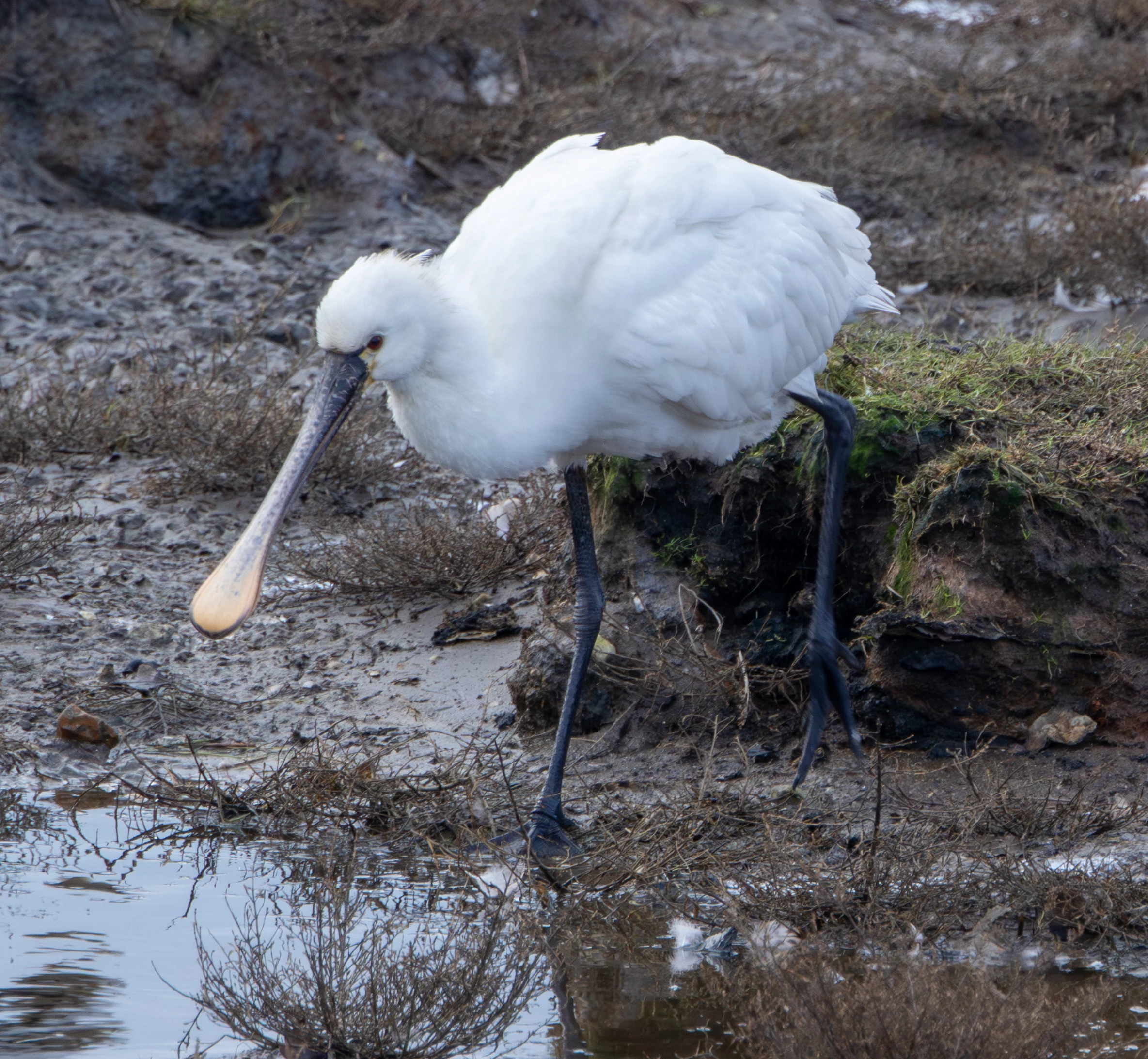 Eurasian Spoonbill — photo by Adam Prugel-Bennett