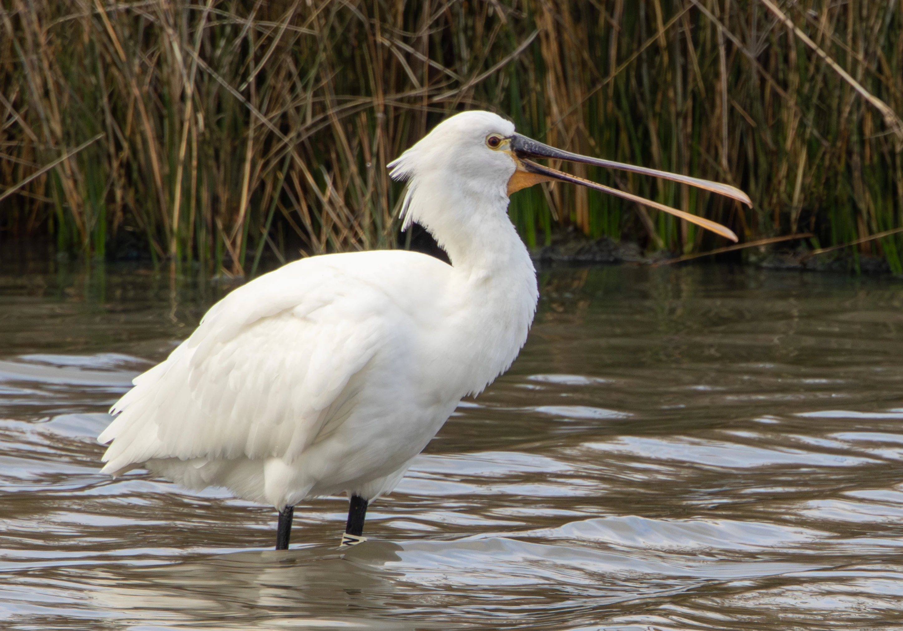Eurasian Spoonbill, Lymington, Hampshire, UK — photo by Adam Prugel-Bennett