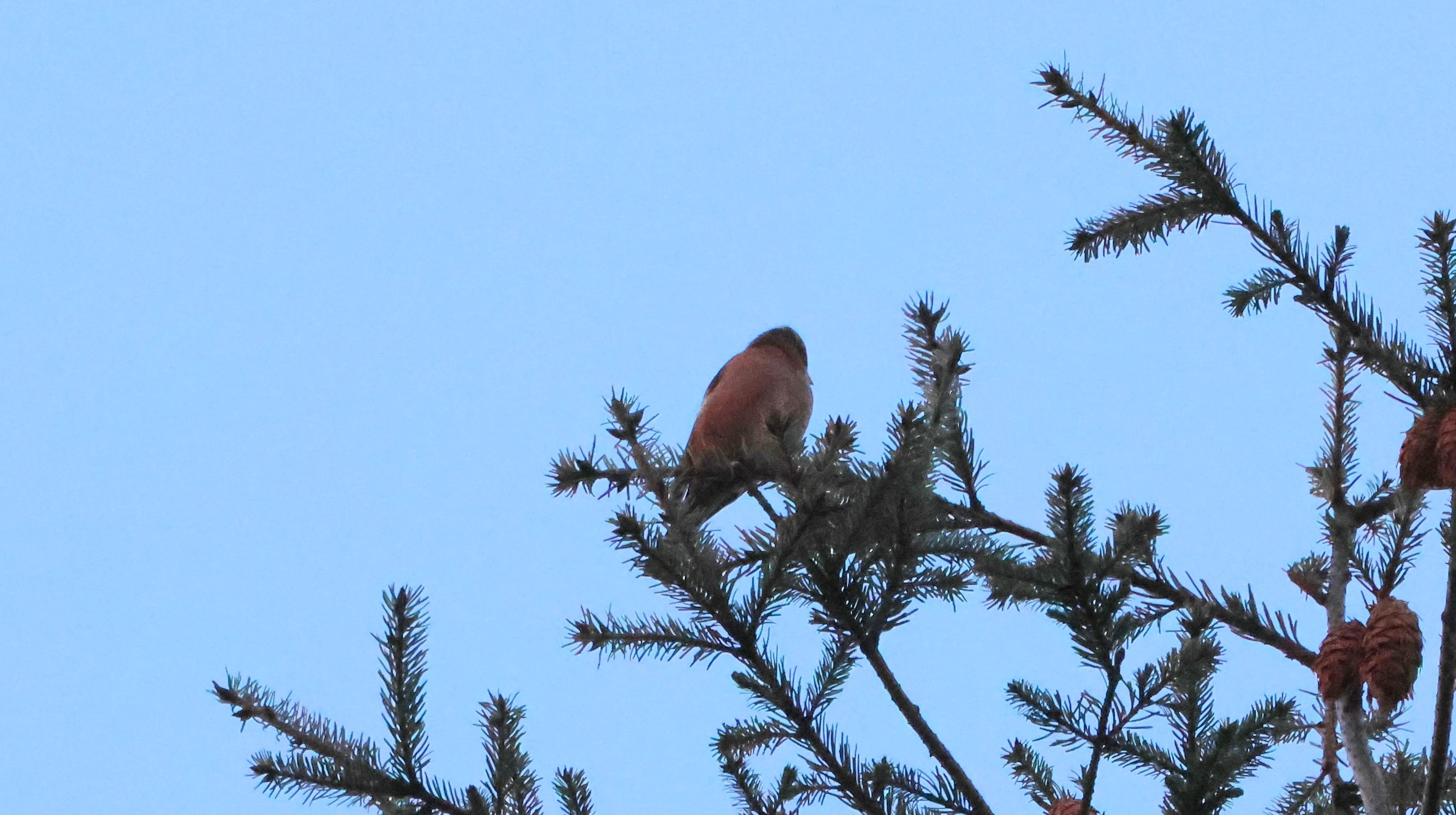 Brambling, Acres Down, Minstead, New Forest, UK — photo by Adam Prugel-Bennett