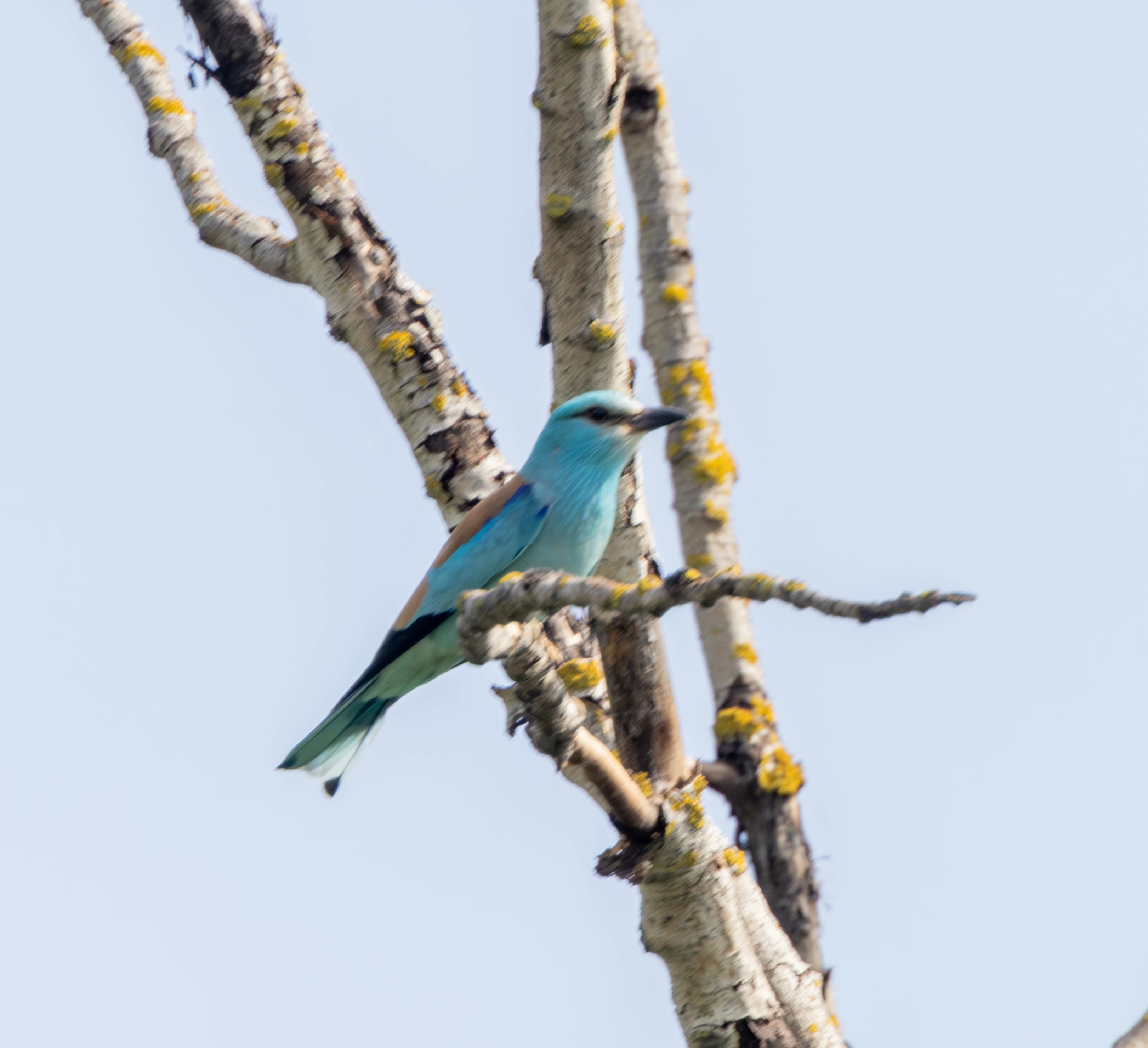 European Roller, Danube Delta, Romania — photo by Adam Prugel-Bennett