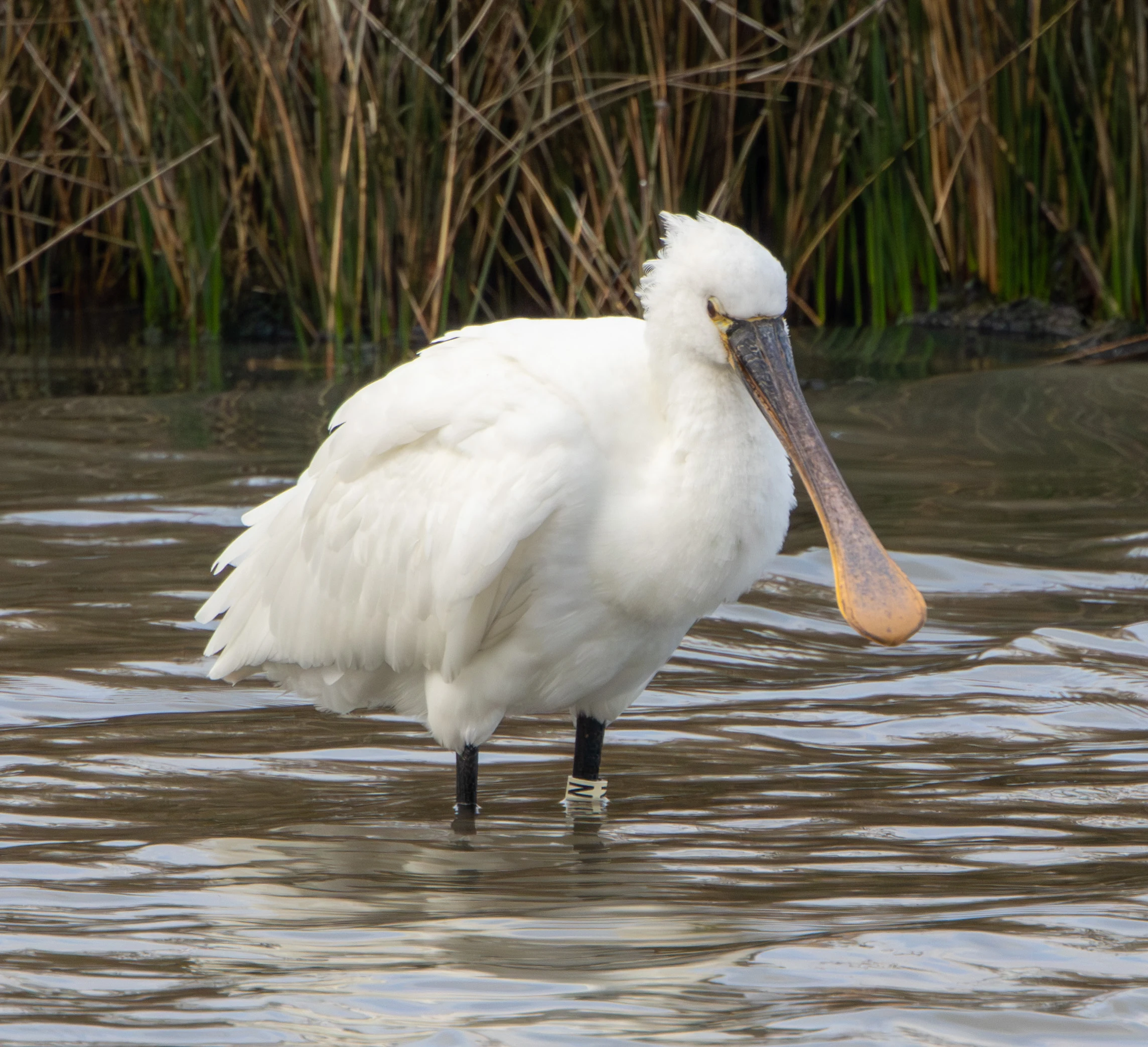Eurasian Spoonbill, Lymington, Hampshire, UK — photo by Adam Prugel-Bennett