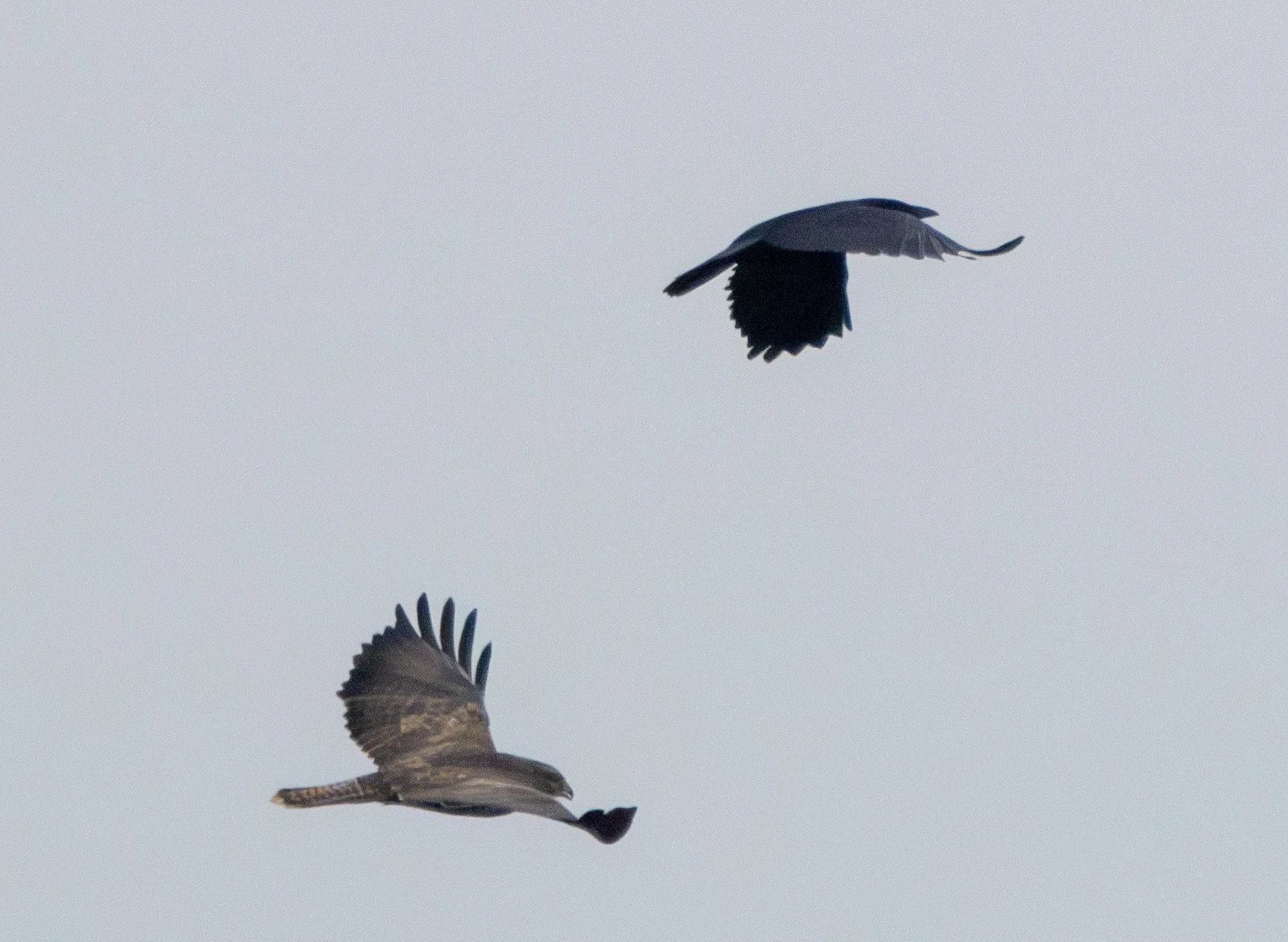 Common Buzzard and Carrion Crow, Lymington, Hampshire, UK — photo by Adam Prugel-Bennett