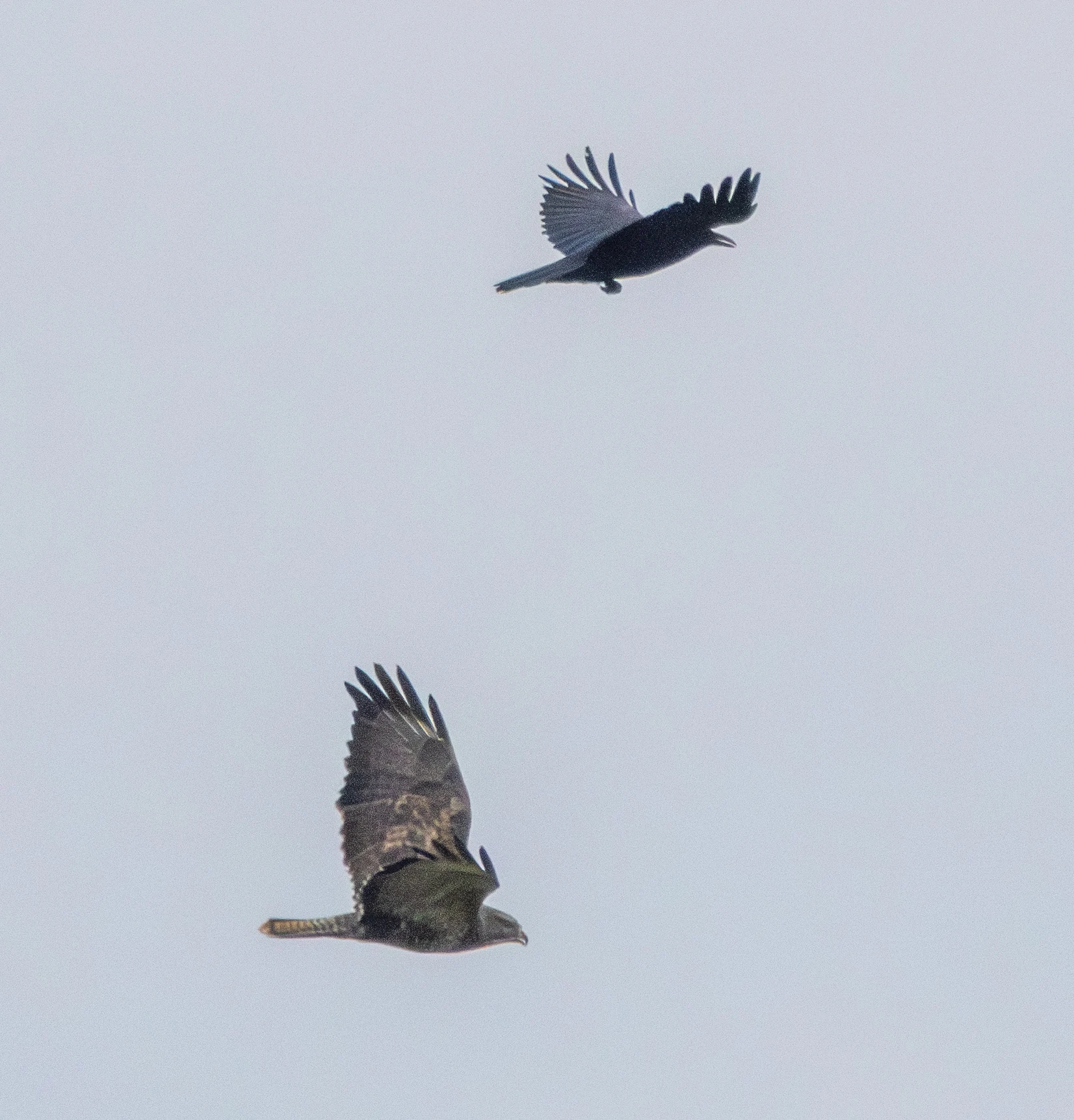 Common Buzzard and Carrion Crow, Lymington, Hampshire, UK — photo by Adam Prugel-Bennett
