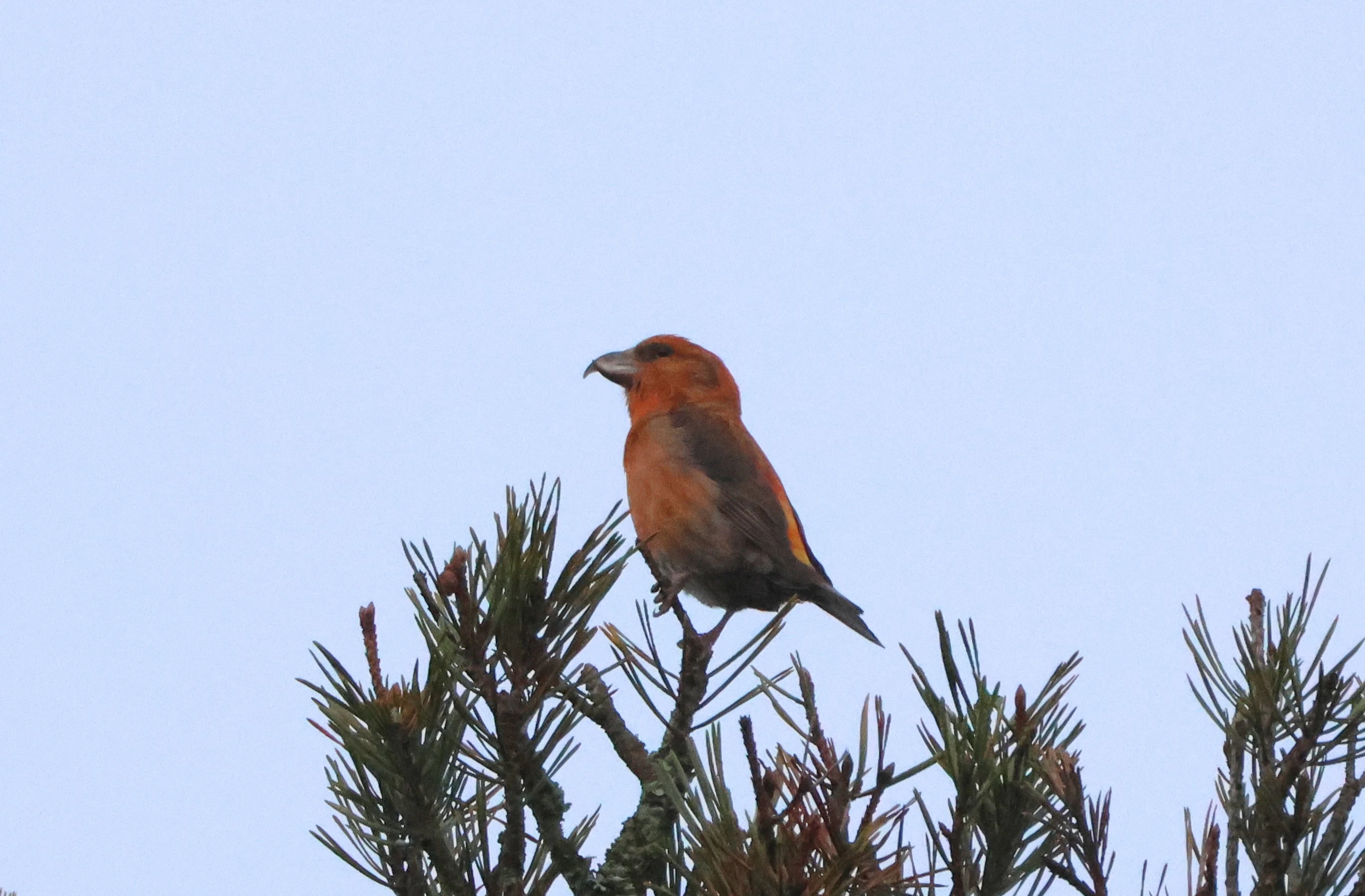 Red Crossbill, Acres Down, Minstead, New Forest, UK — photo by Adam Prugel-Bennett