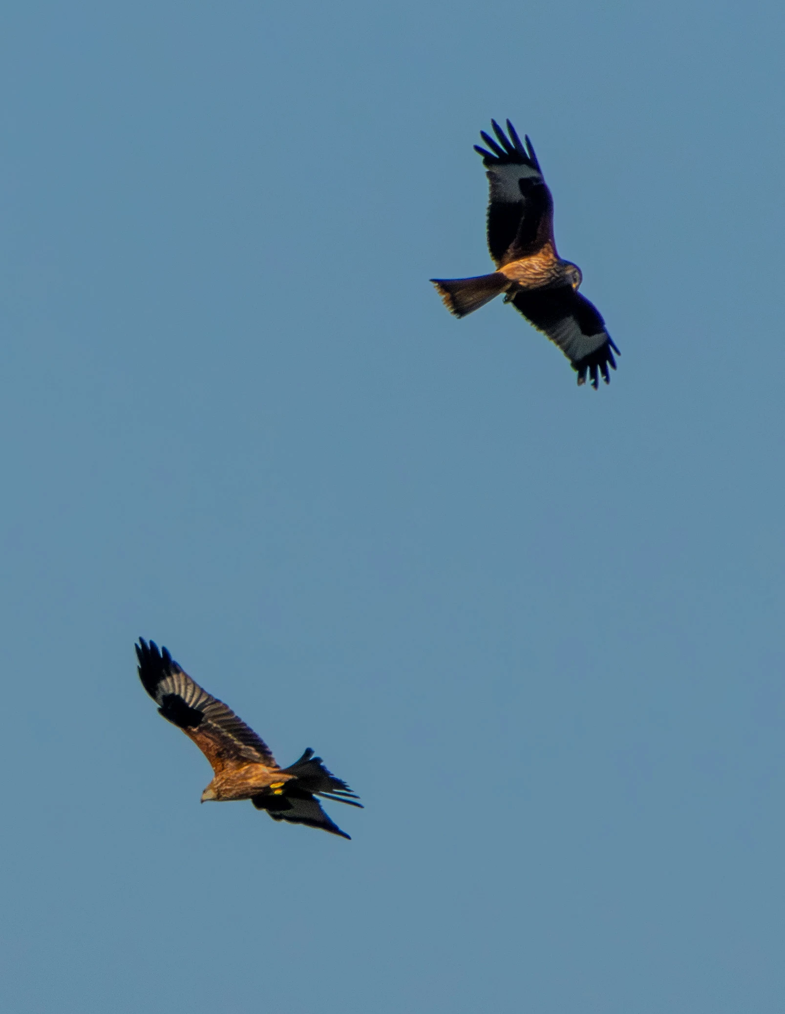 Red Kites, Lower Test, Hampshire, UK — photo by Adam Prugel-Bennett