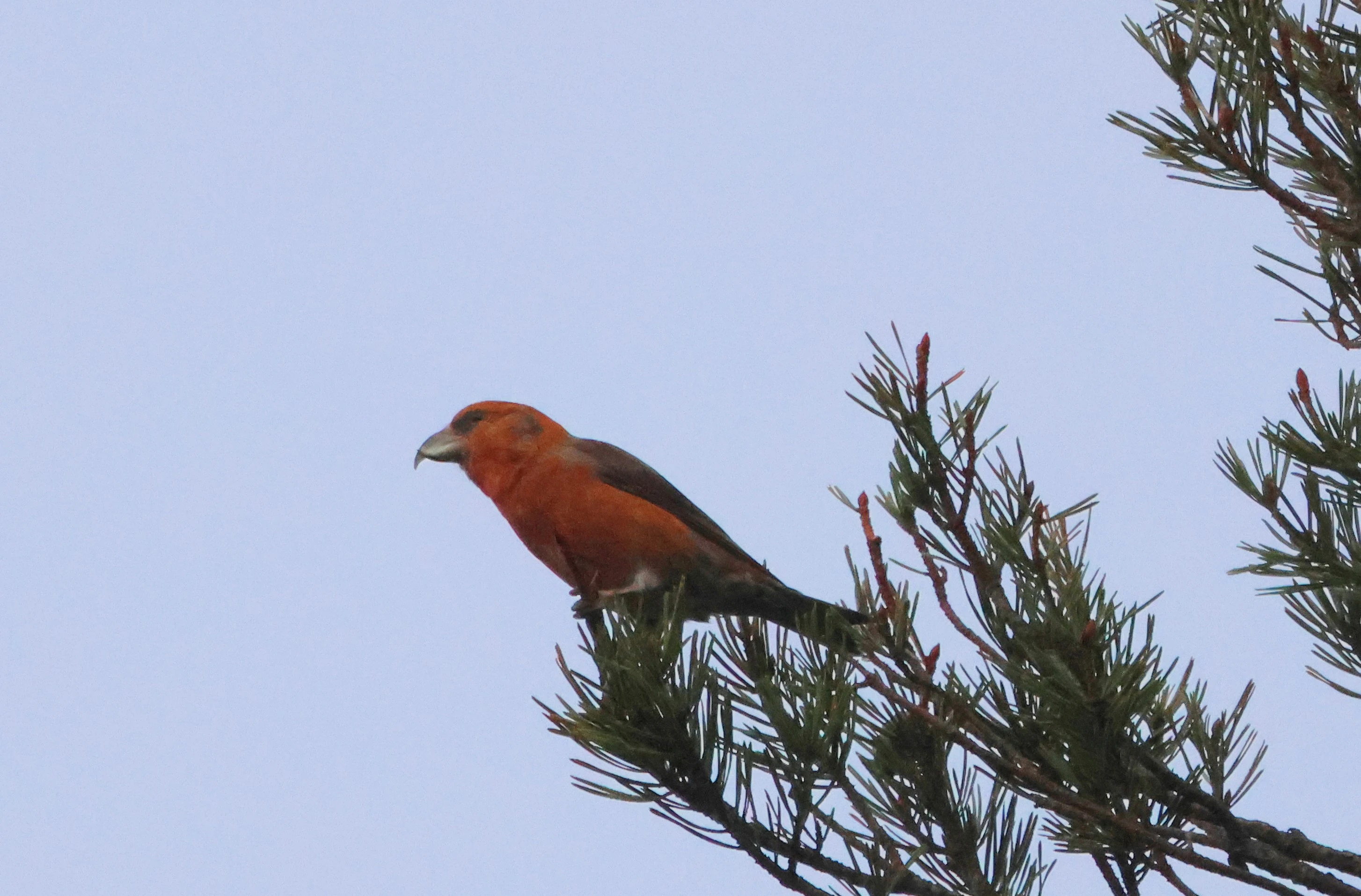 Red Crossbill, Acres Down, Minstead, New Forest, UK — photo by Adam Prugel-Bennett