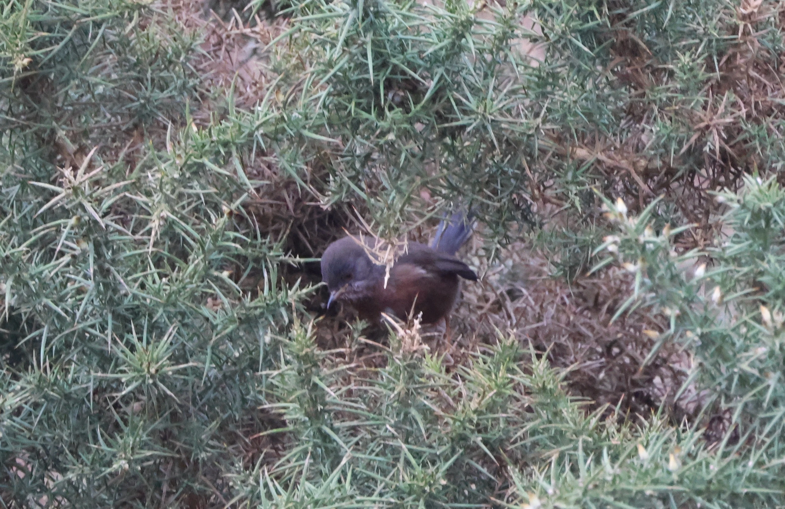 Dartford Warbler, Acres Down, Minstead, New Forest, UK — photo by Adam Prugel-Bennett