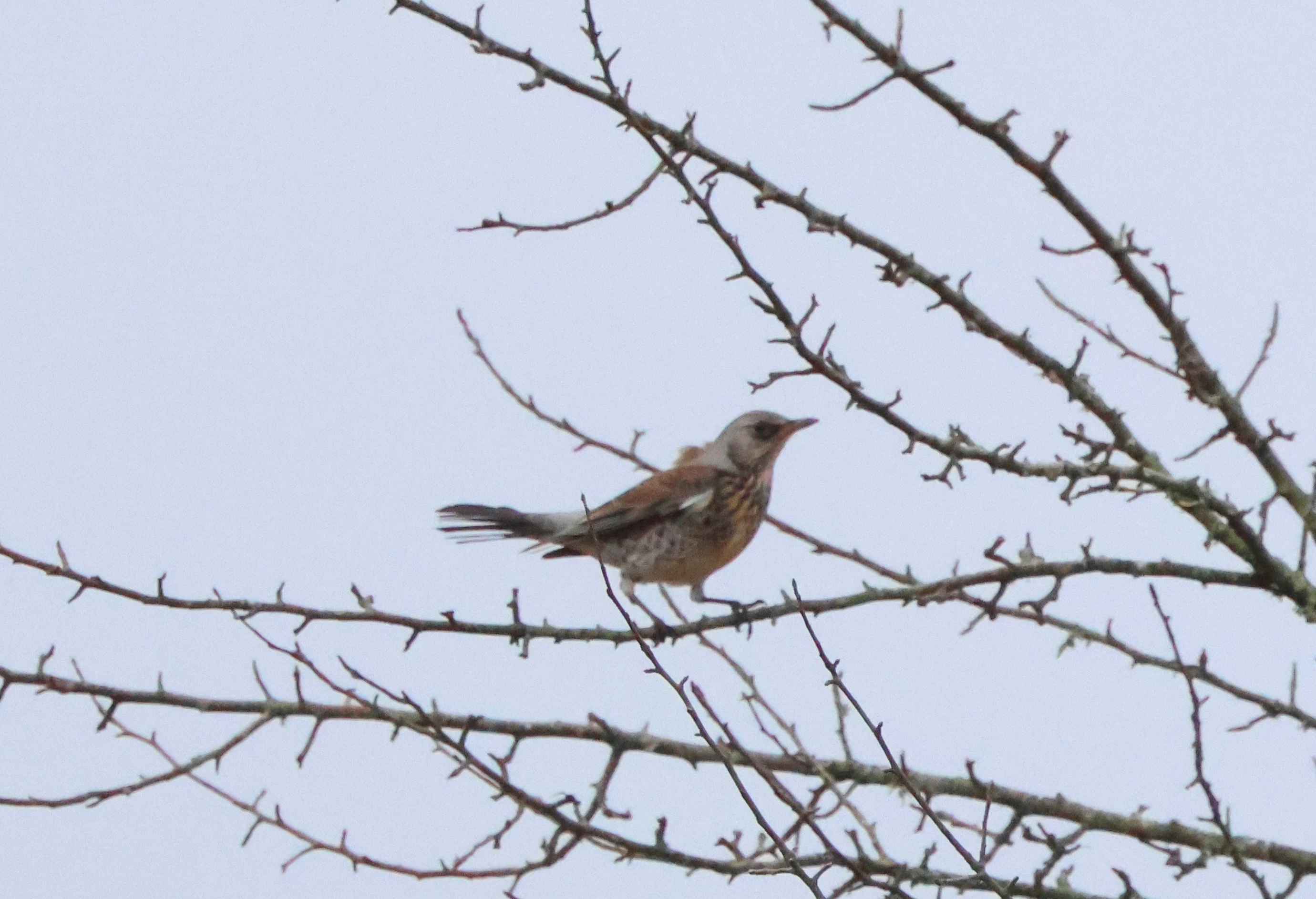 Fieldfare, New Forest, UK — photo by Adam Prugel-Bennett