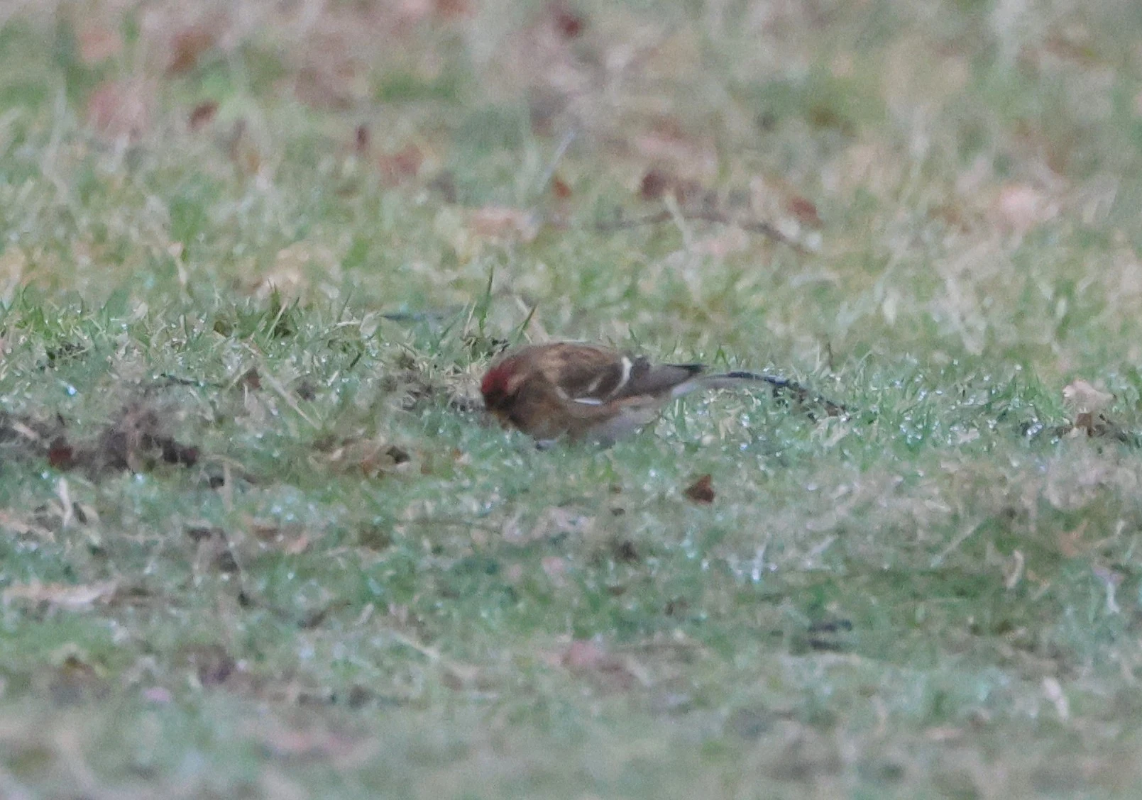 Redpoll, New Forest, UK — photo by Adam Prugel-Bennett
