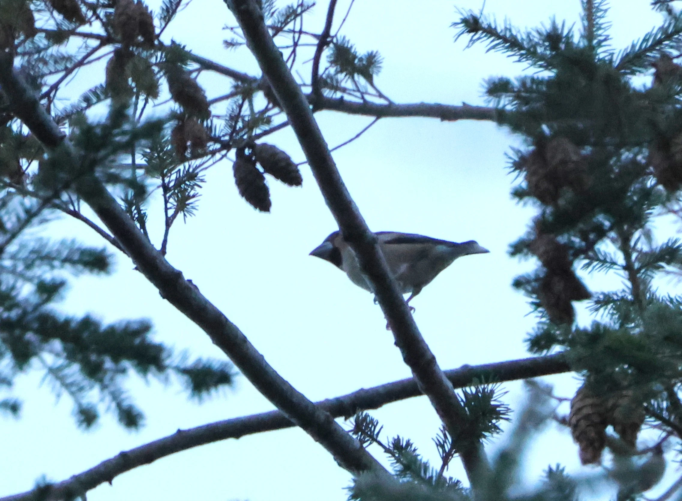 Hawfinch, Acres Down, Minstead, New Forest, UK — photo by Adam Prugel-Bennett
