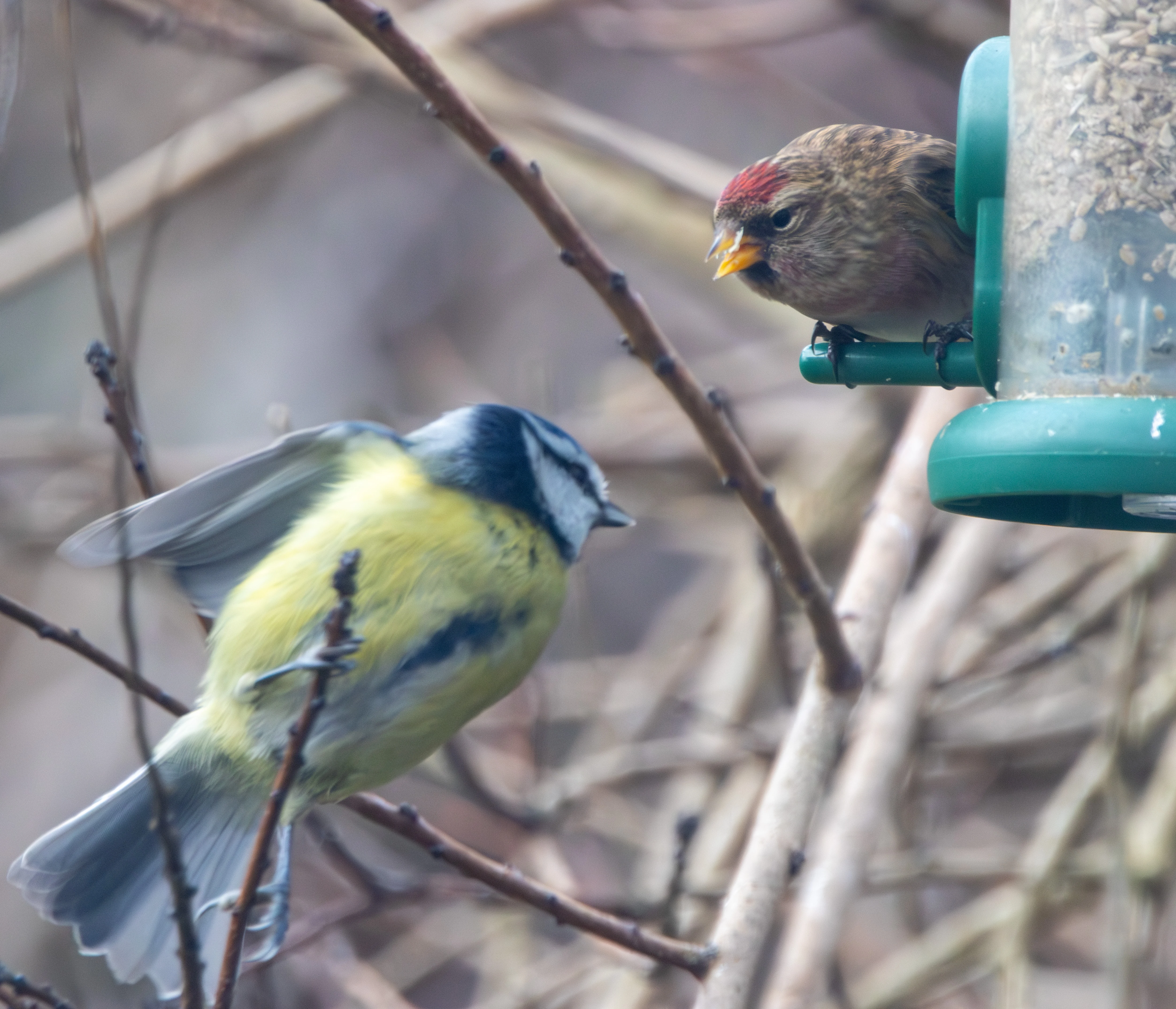 Blue Tit and Lesser Redpoll at bird feeder, Bach Garden, Eling, Hampshire, UK — photo by Adam Prugel-Bennett