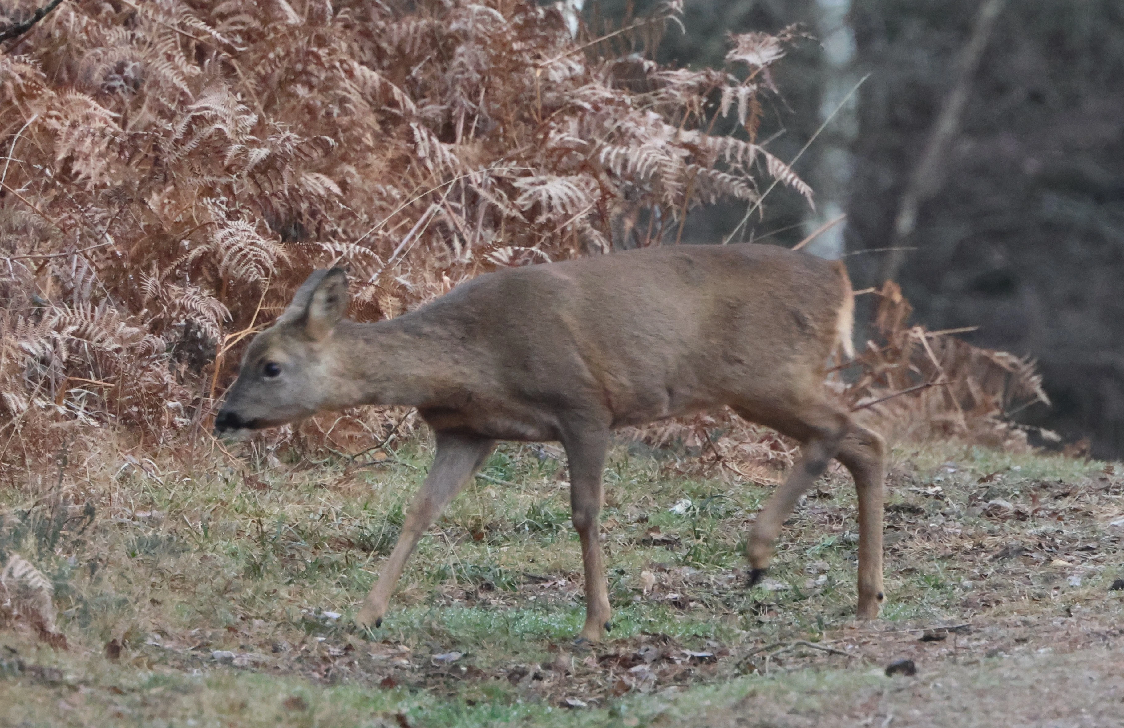 Roe Deer, Acres Down, Minstead, New Forest, UK — photo by Adam Prugel-Bennett