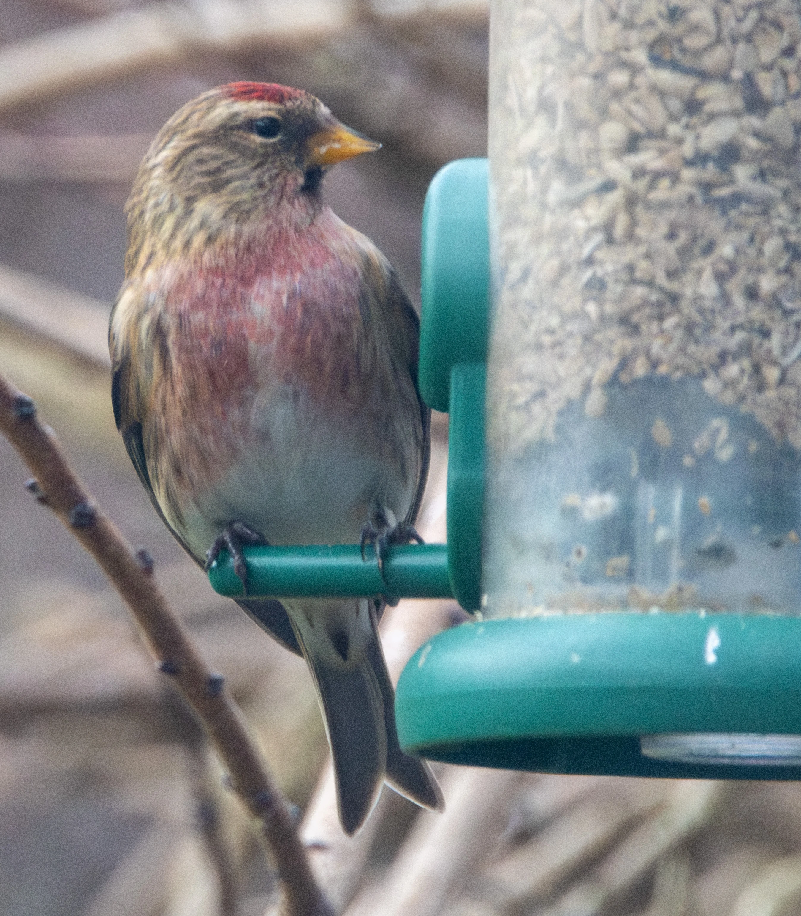 Lesser Redpoll, Bach Garden, Eling, Hampshire, UK — photo by Adam Prugel-Bennett