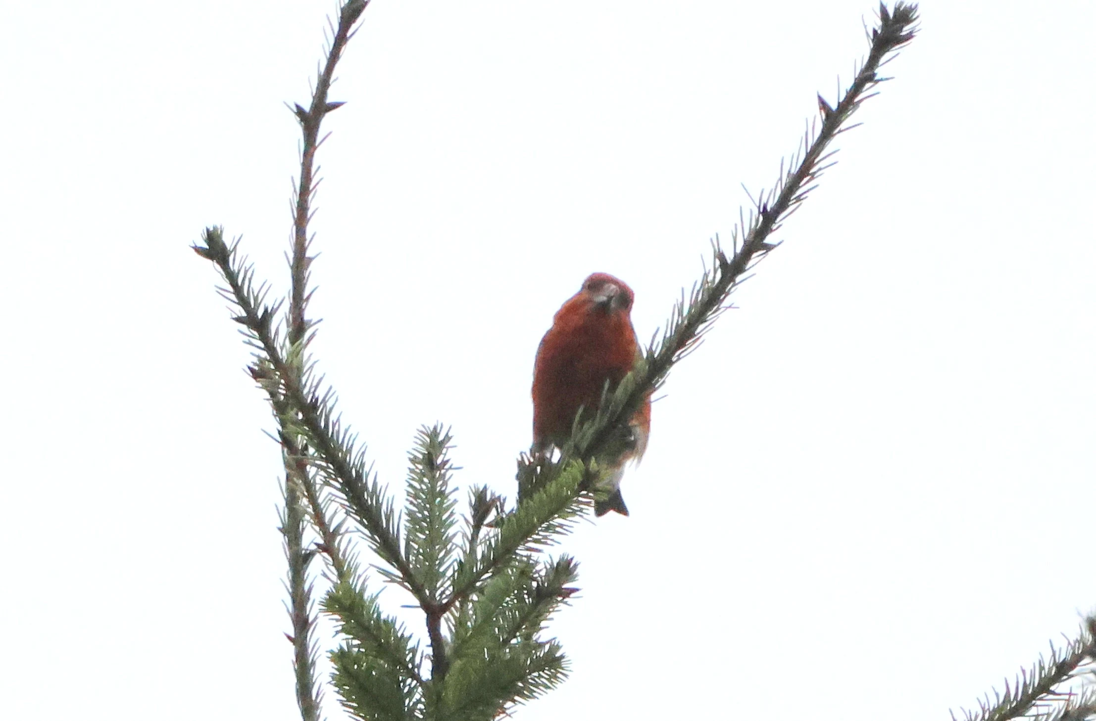 Red Crossbill, Acres Down, Minstead, New Forest, UK — photo by Adam Prugel-Bennett
