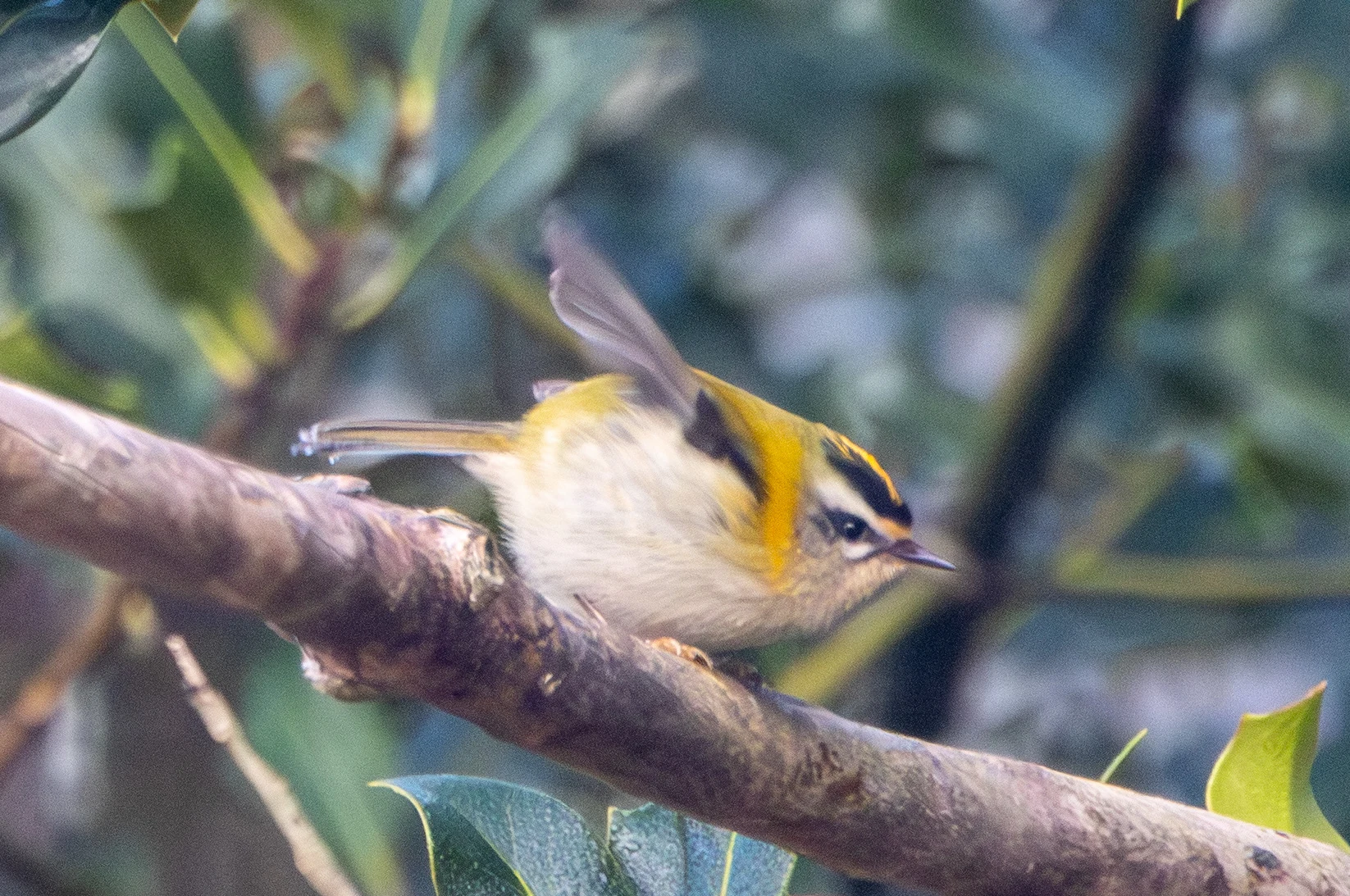 Firecrest — photo by Adam Prugel-Bennett