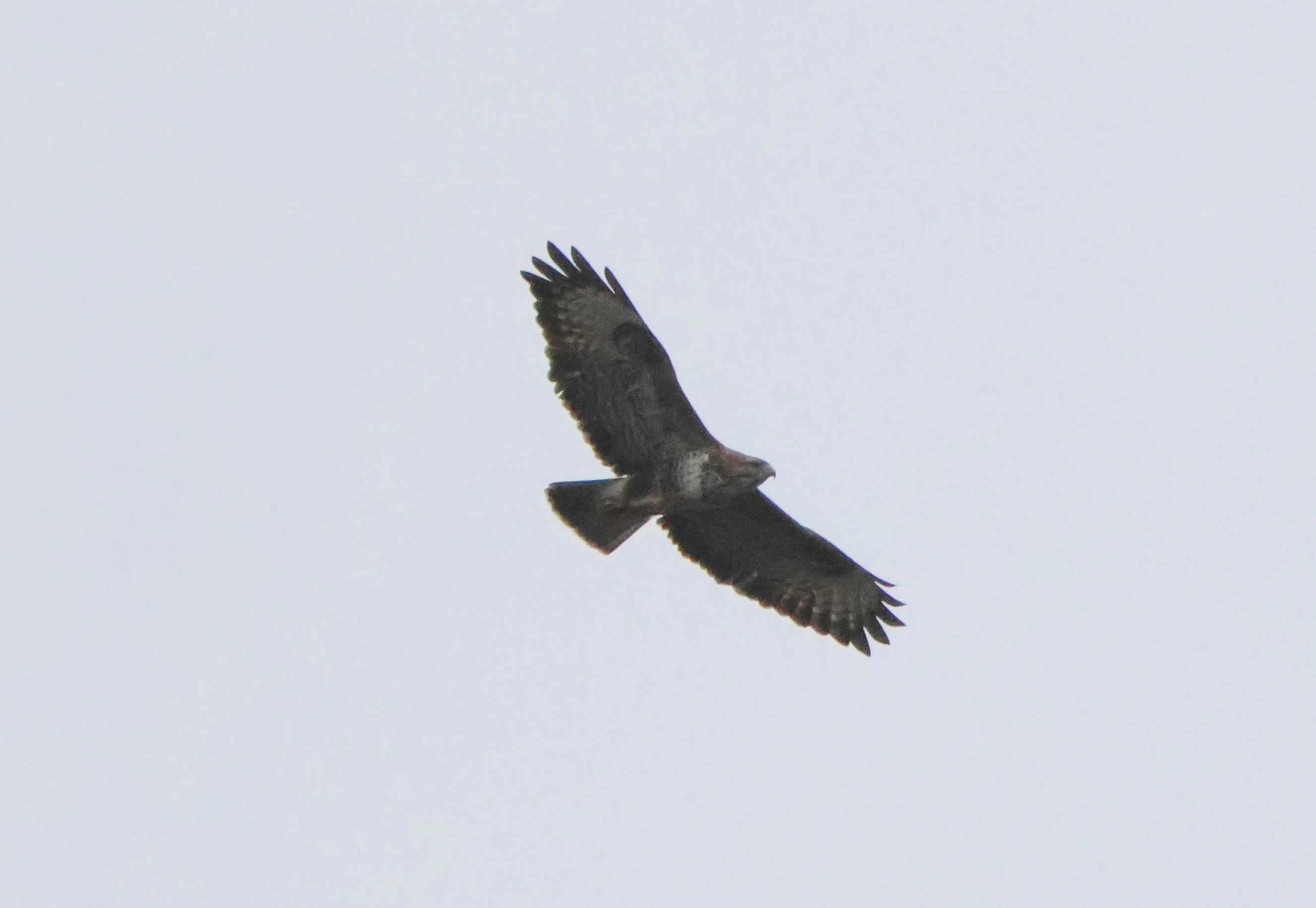 Common Buzzard, Acres Down, Minstead, New Forest, UK — photo by Adam Prugel-Bennett
