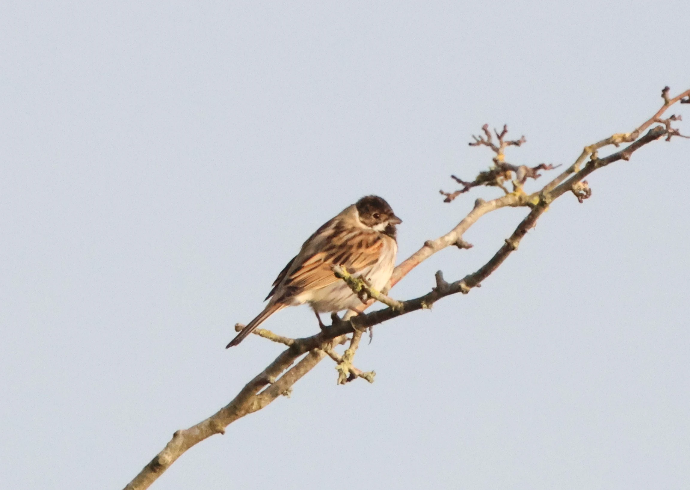 Reed Bunting, Acres Down, Minstead, New Forest, UK — photo by Adam Prugel-Bennett