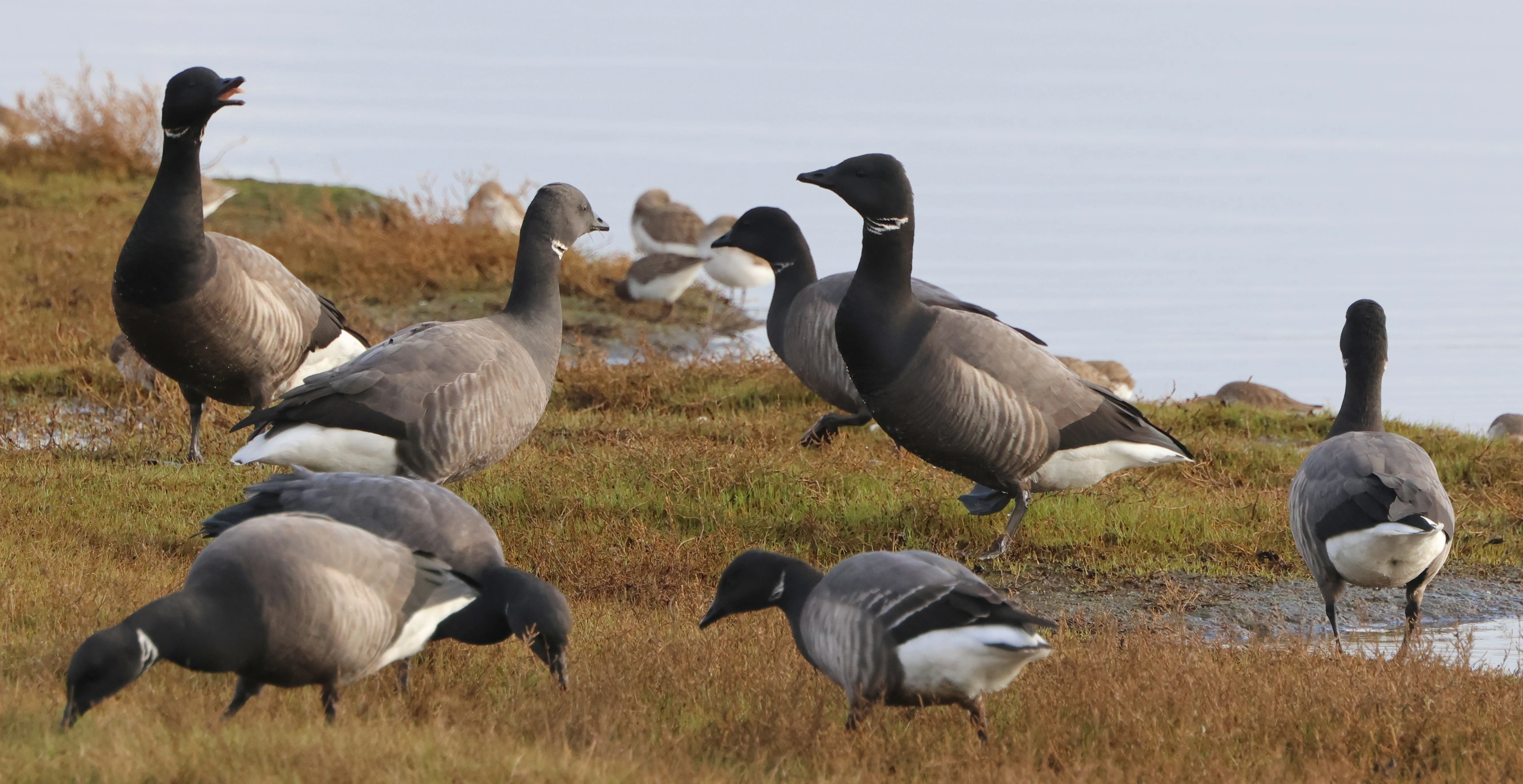 Brent Geese, Lymington, New Forest, UK — photo by Adam Prugel-Bennett